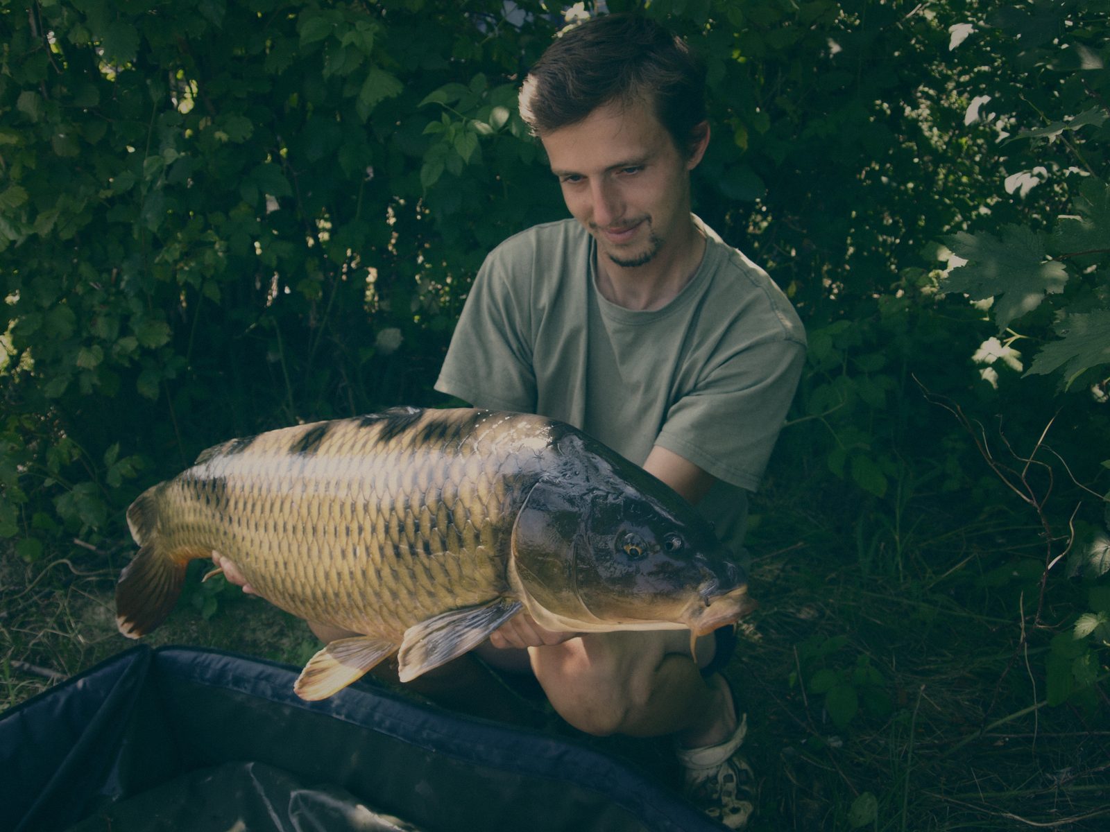 Styria Carp