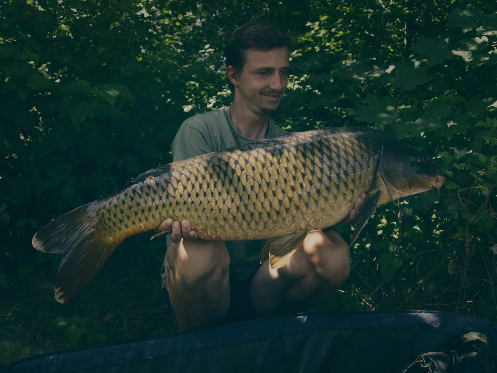 Styria Carp