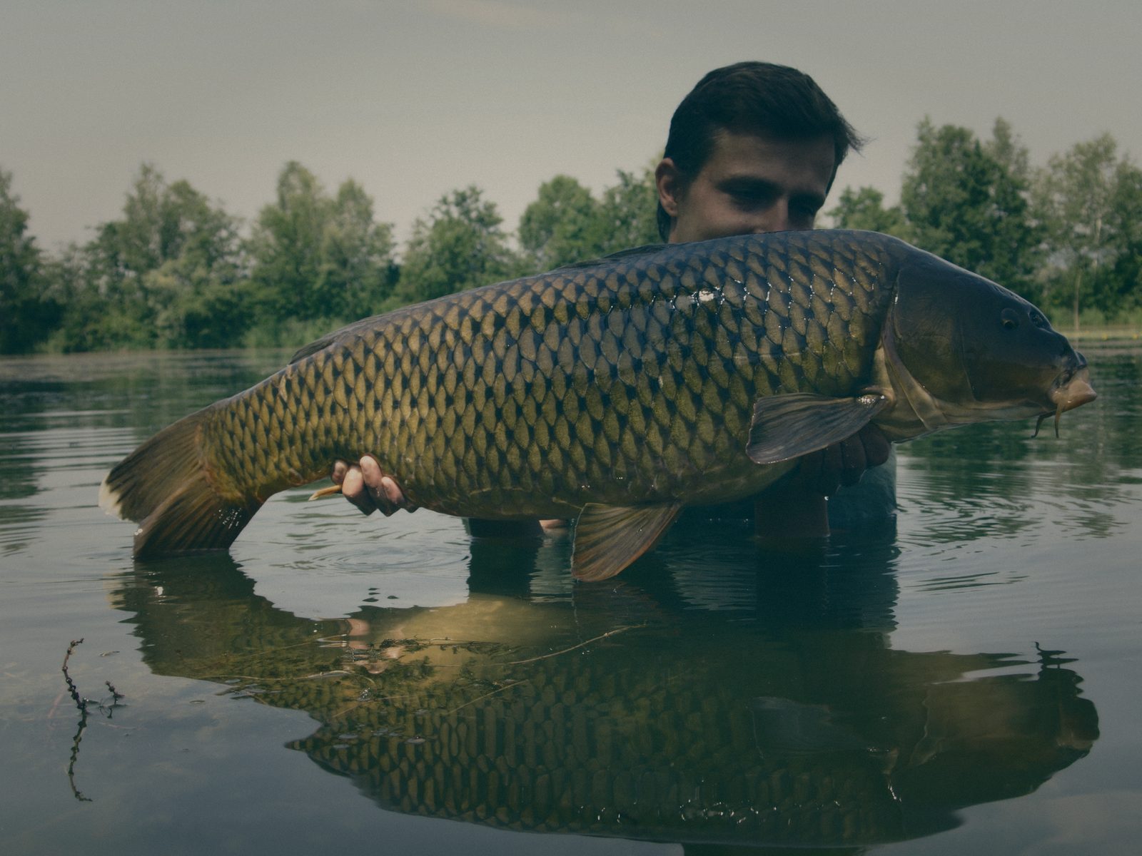 Styria Carp