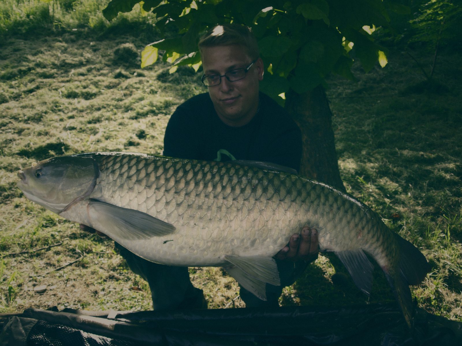 Styria Carp