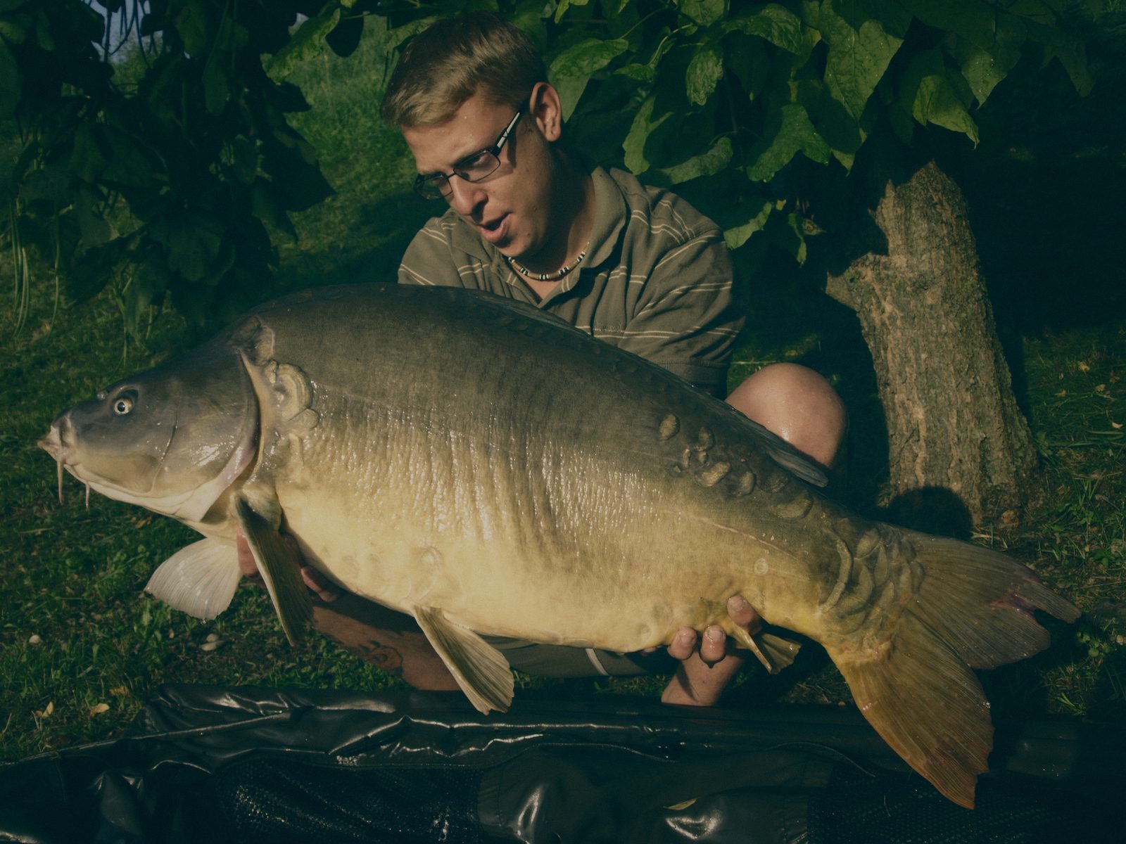 Styria Carp