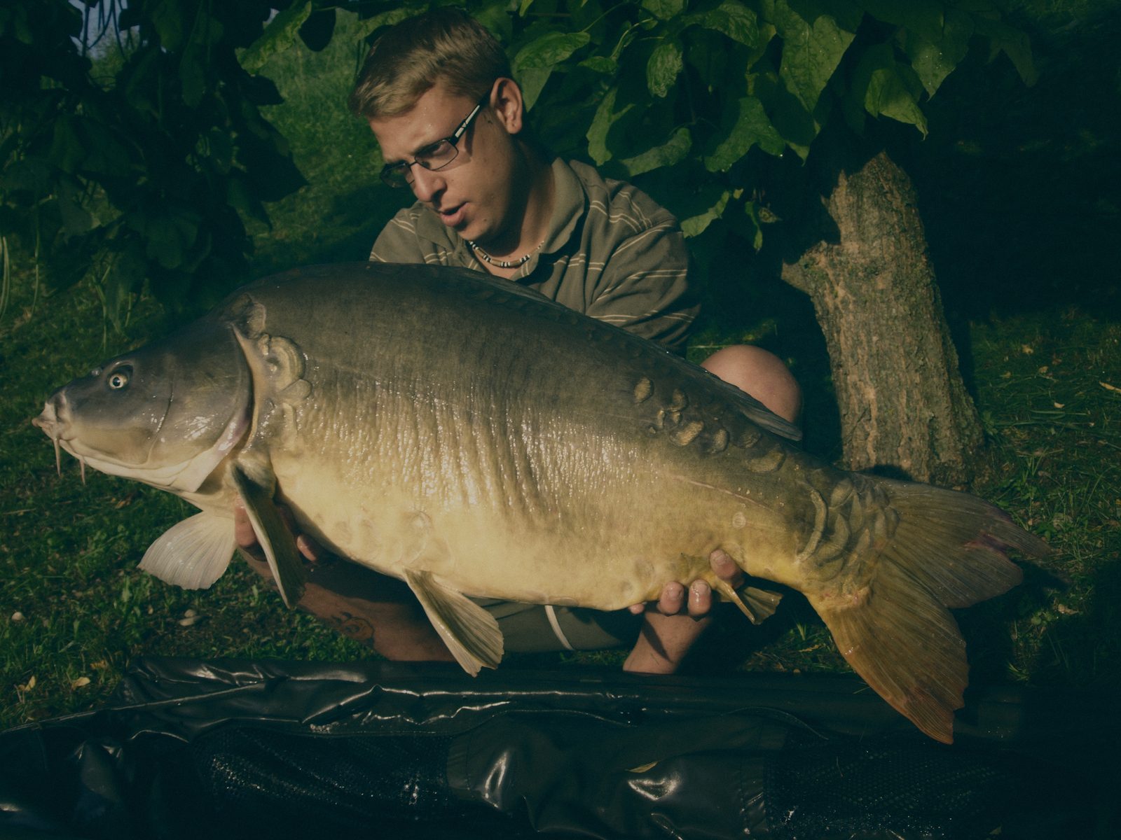 Styria Carp