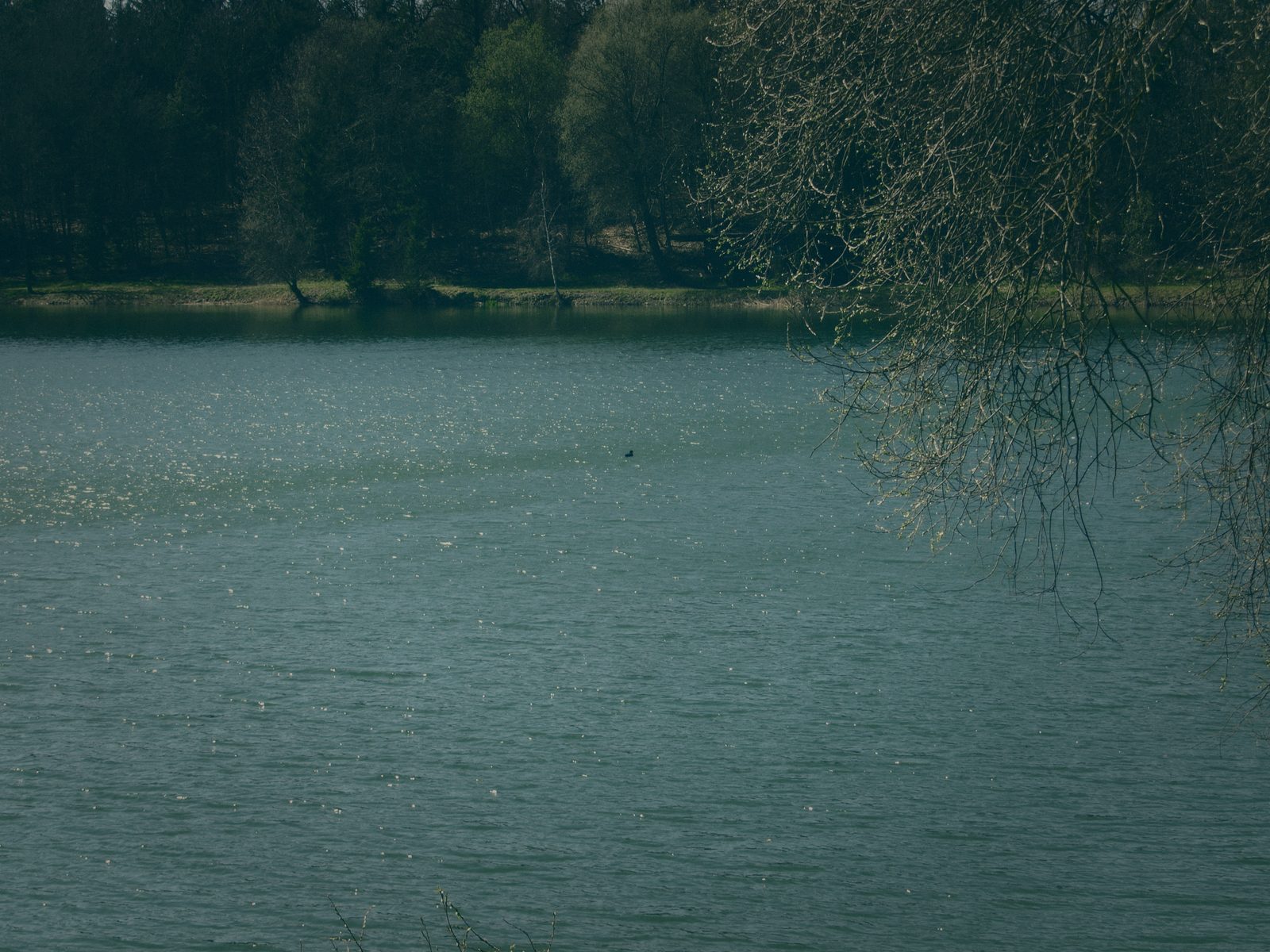 Styria Carp 0000