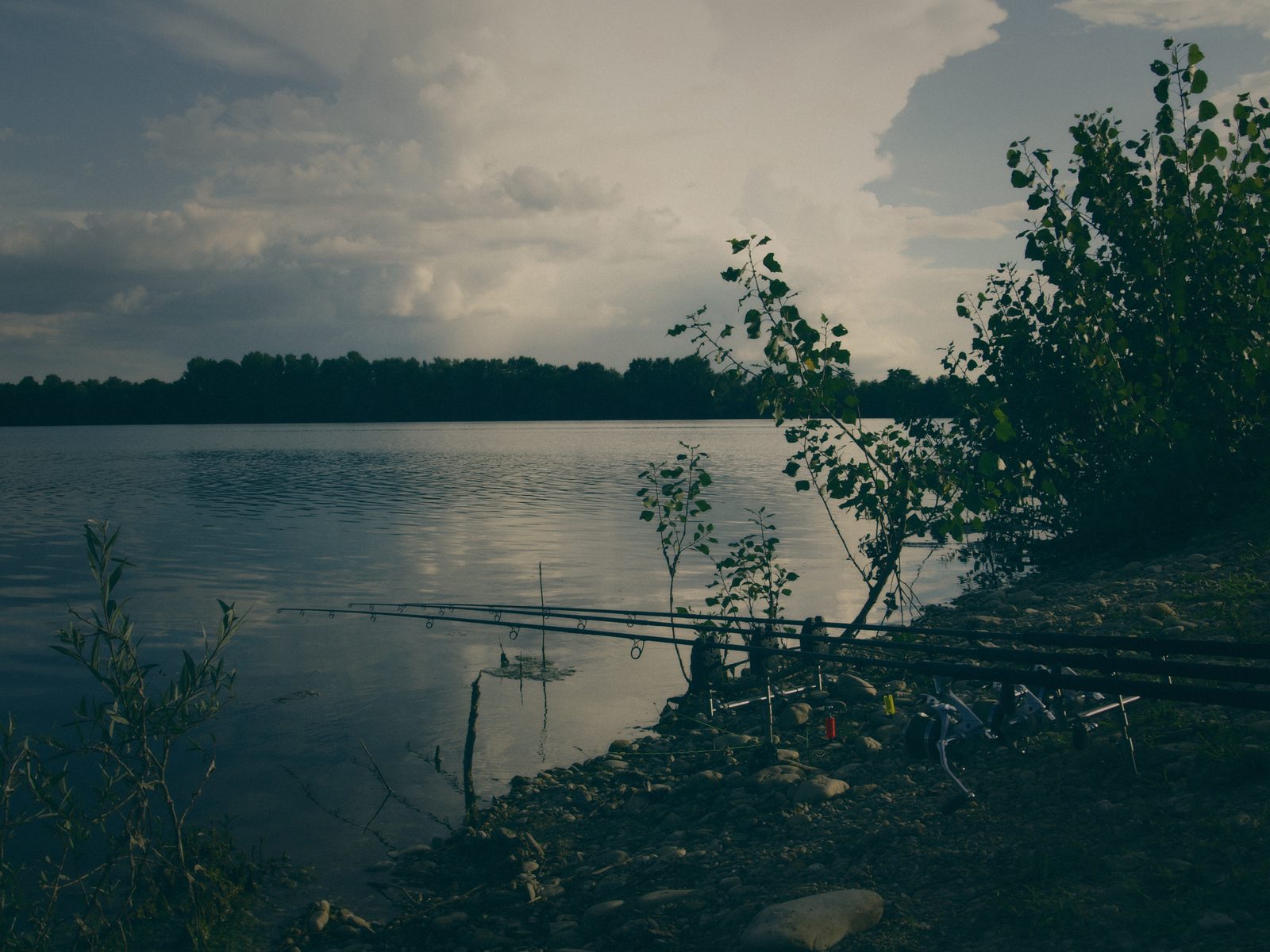 Styria Carp 2008