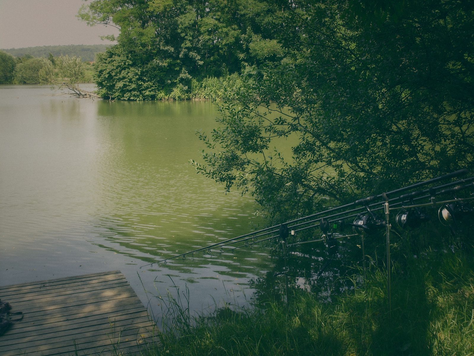 Styria Carp 2010