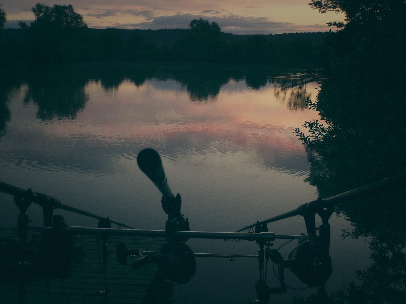 Styria Carp