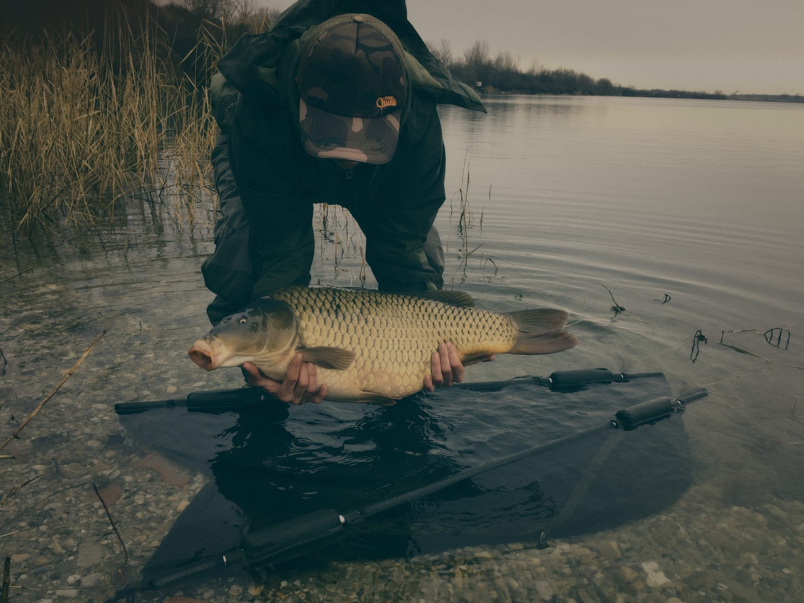 Styria Carp 2018