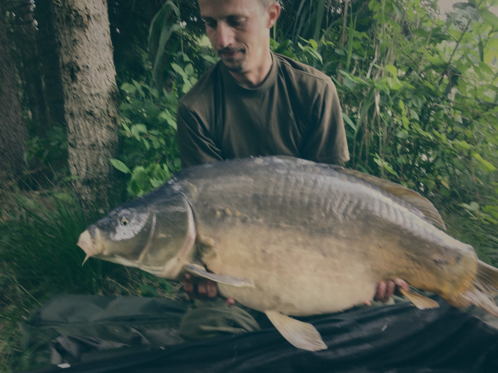 Styria Carp 2019