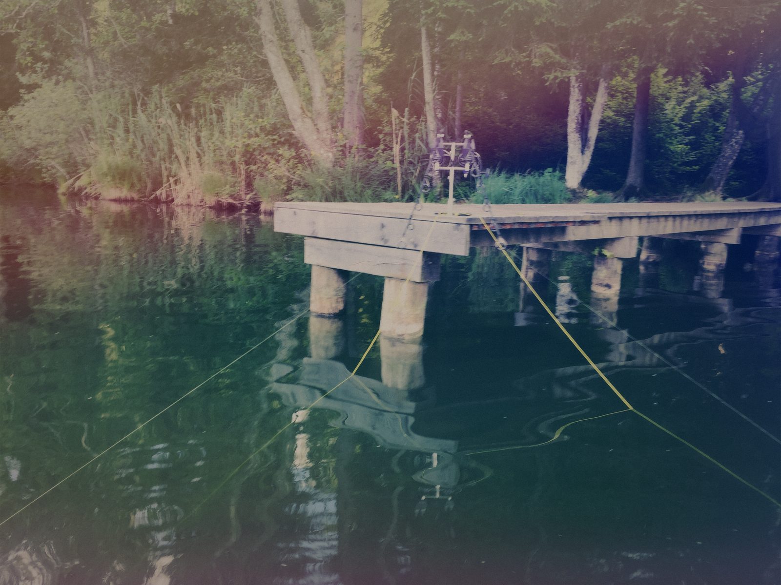 Styria Carp 2019