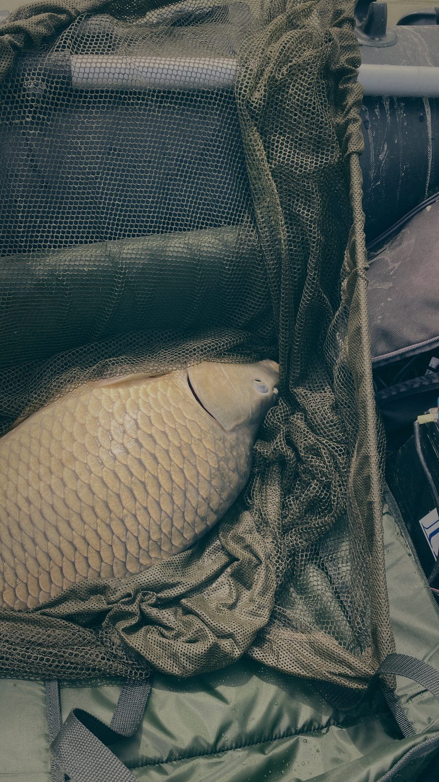 Styria Carp