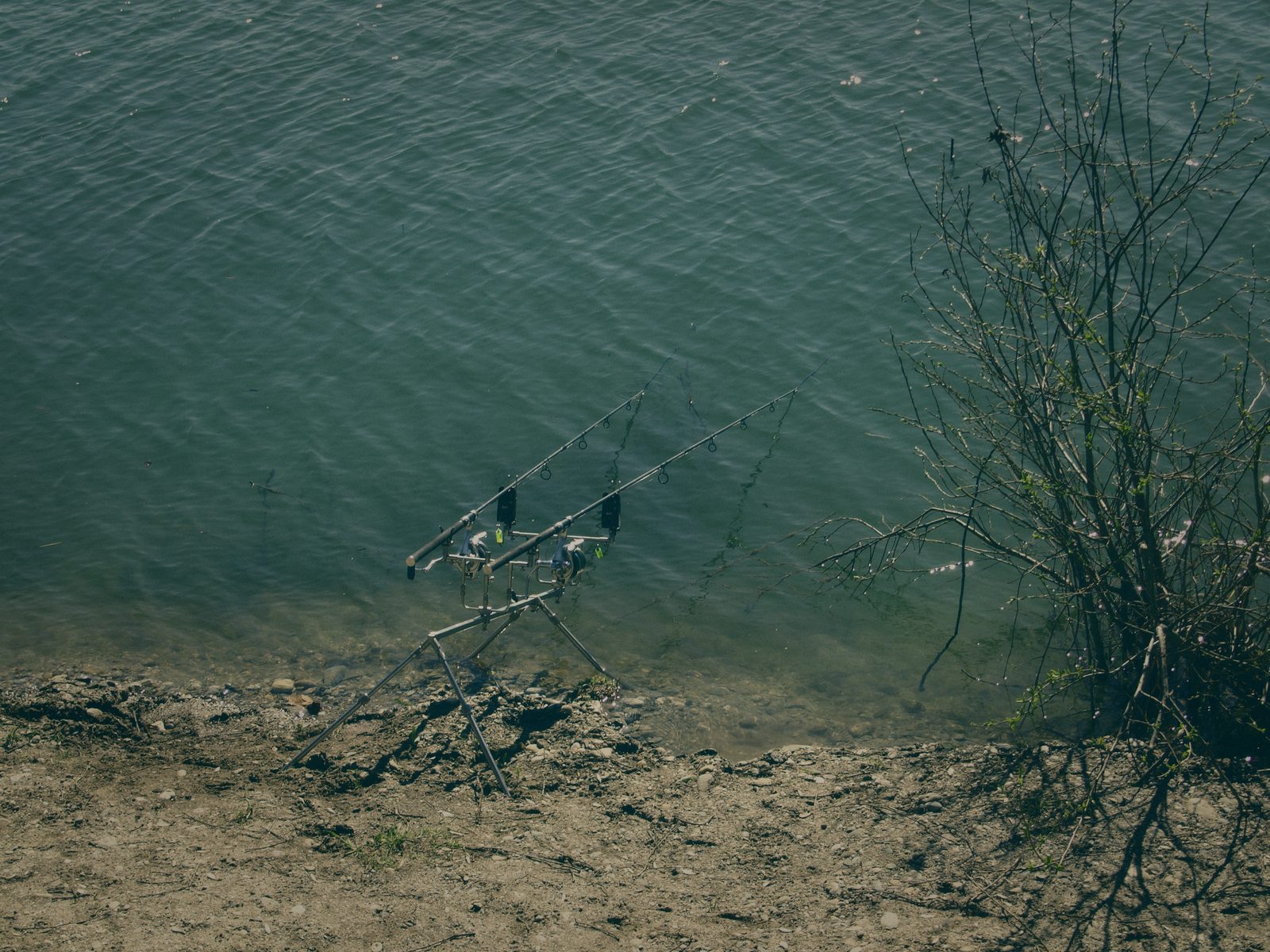 Styria Carp 0000