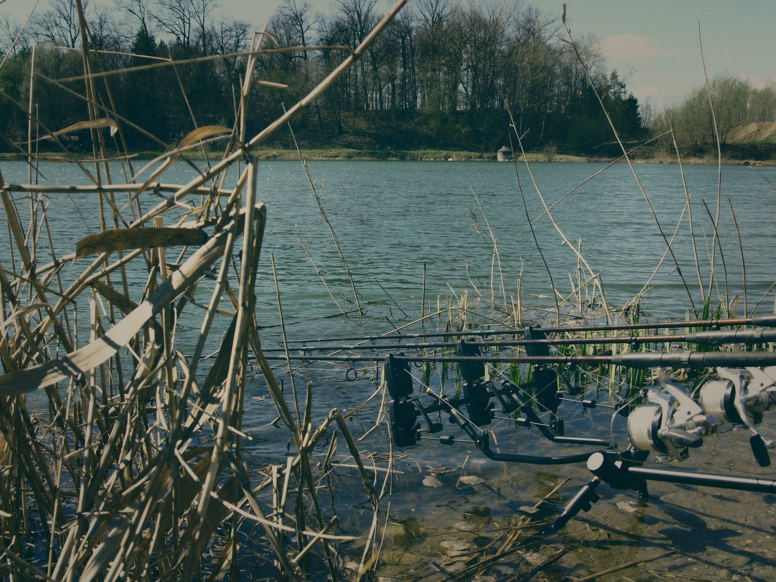 Styria Carp 0000