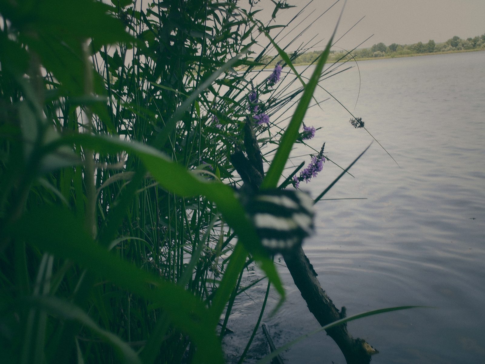Styria Carp 2006