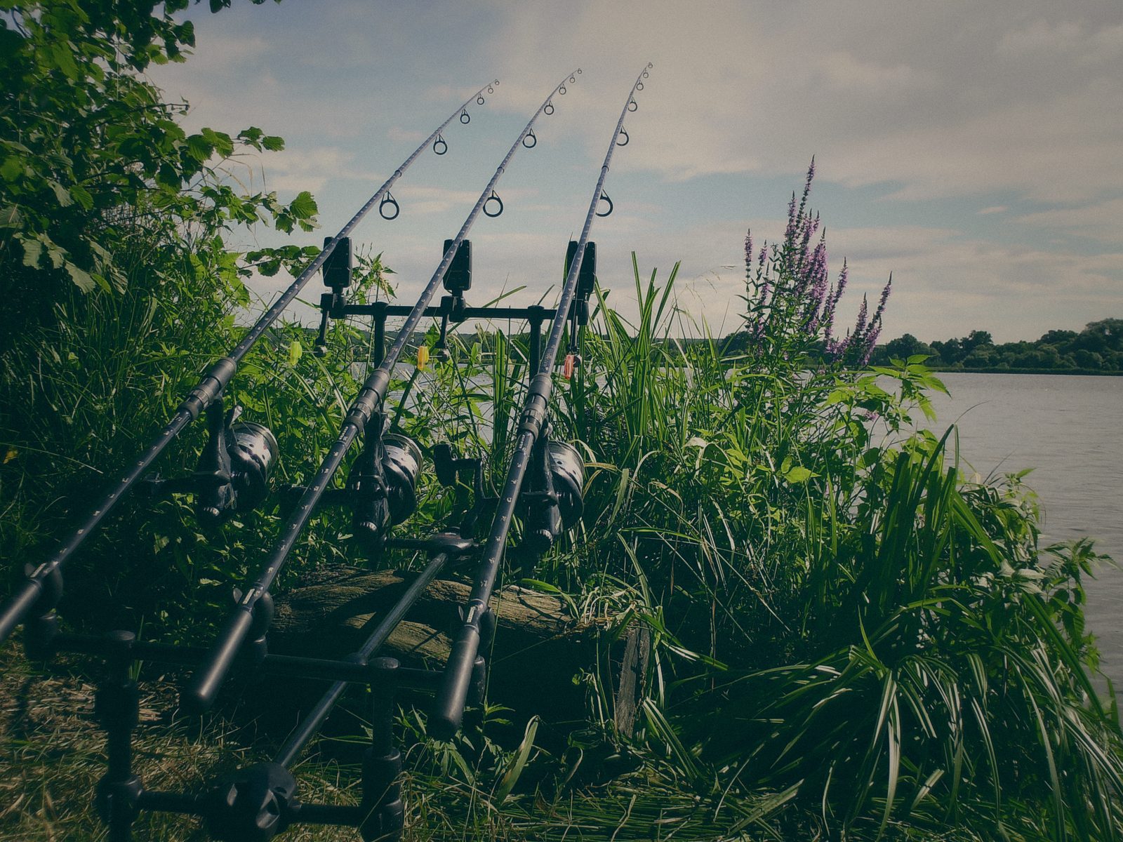 Styria Carp 2010