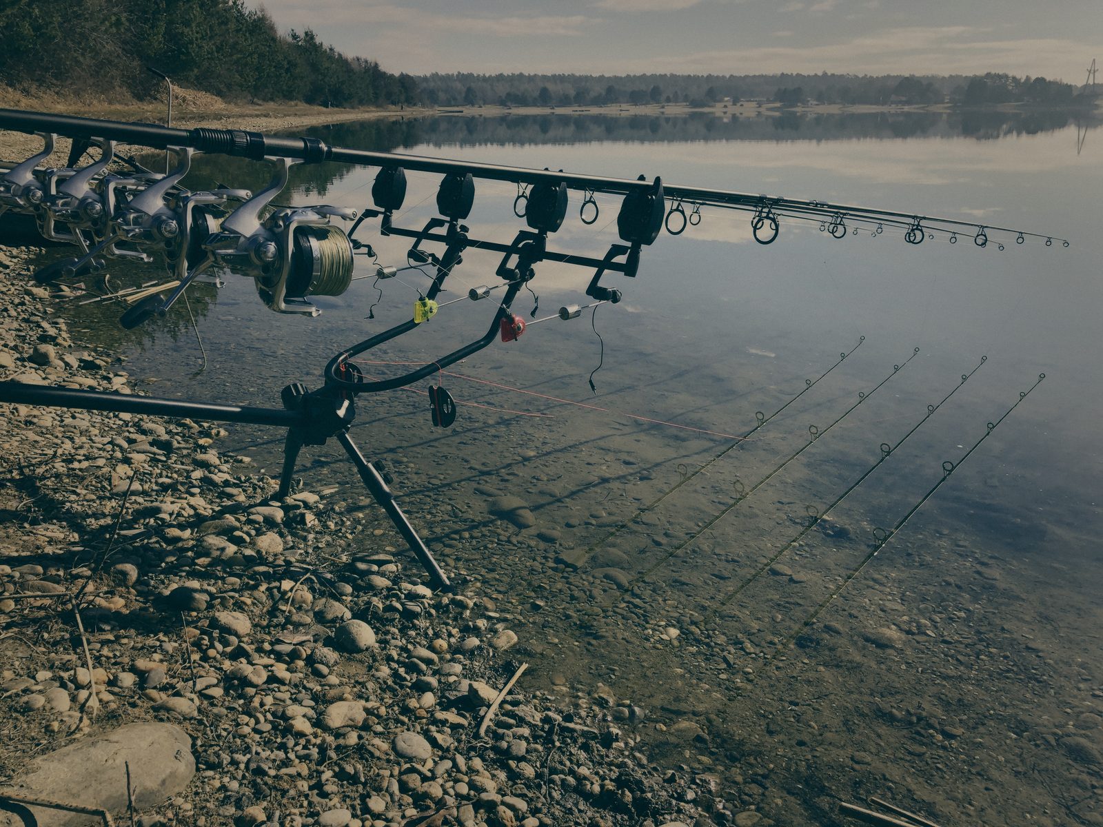 Styria Carp 2019