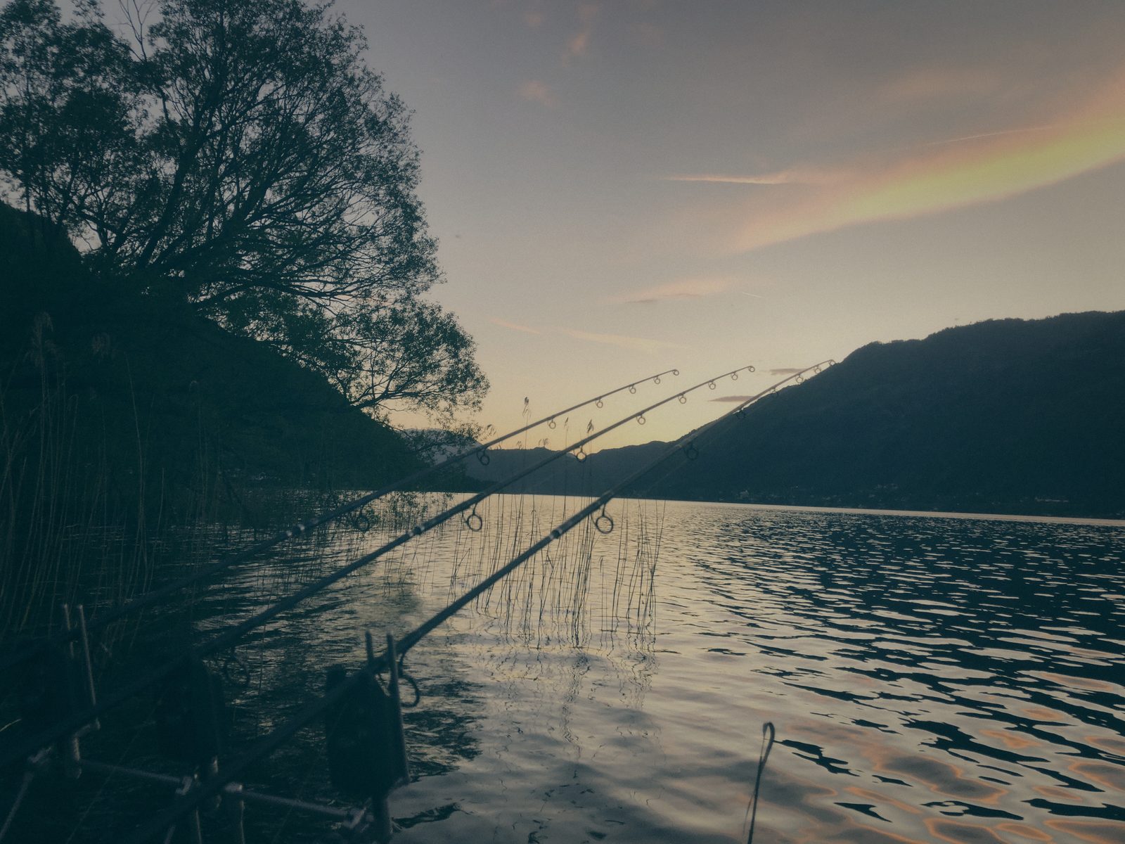 Styria Carp 2019