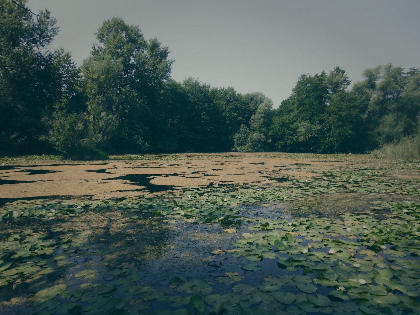 Styria Carp