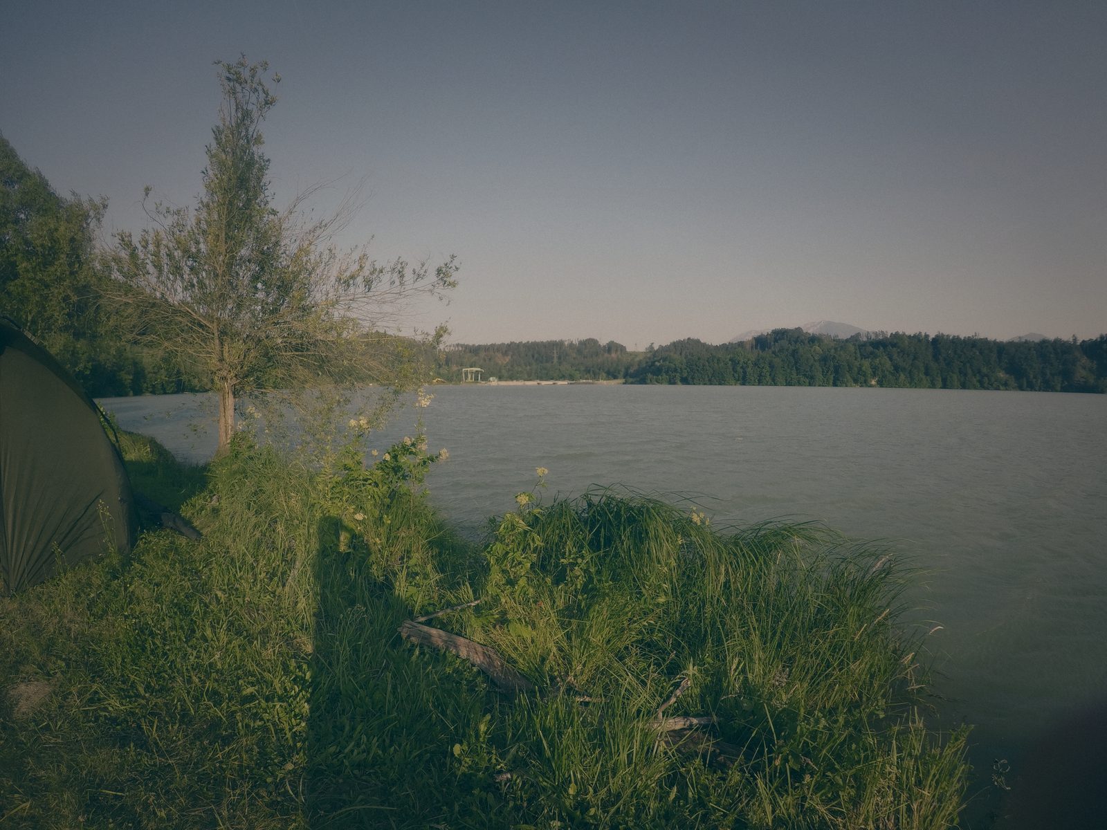 Styria Carp