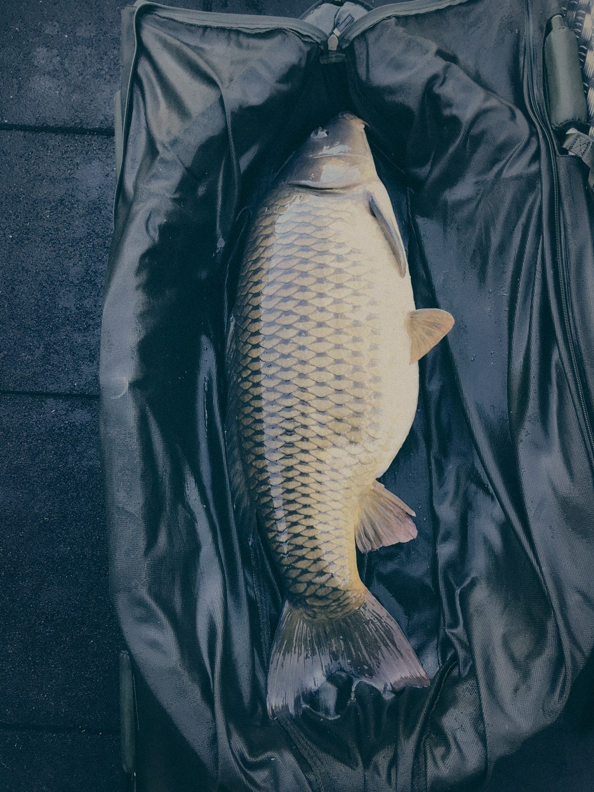 Styria Carp