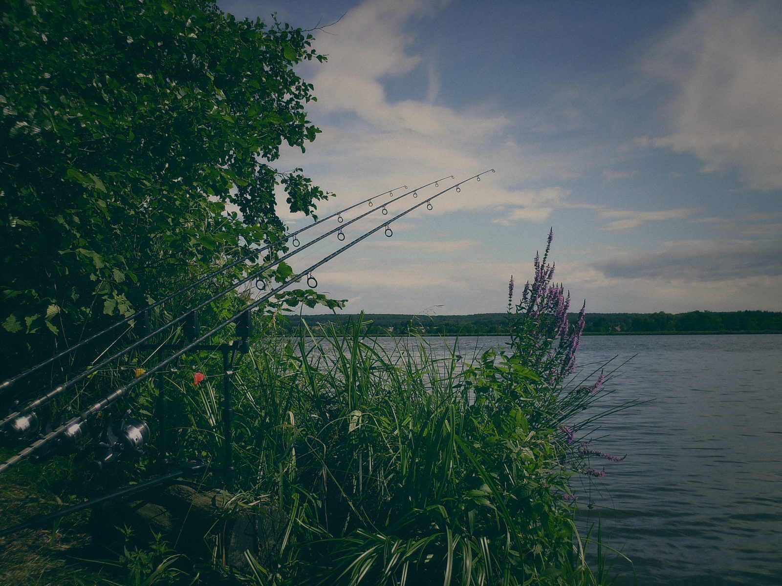 Styria Carp 2006