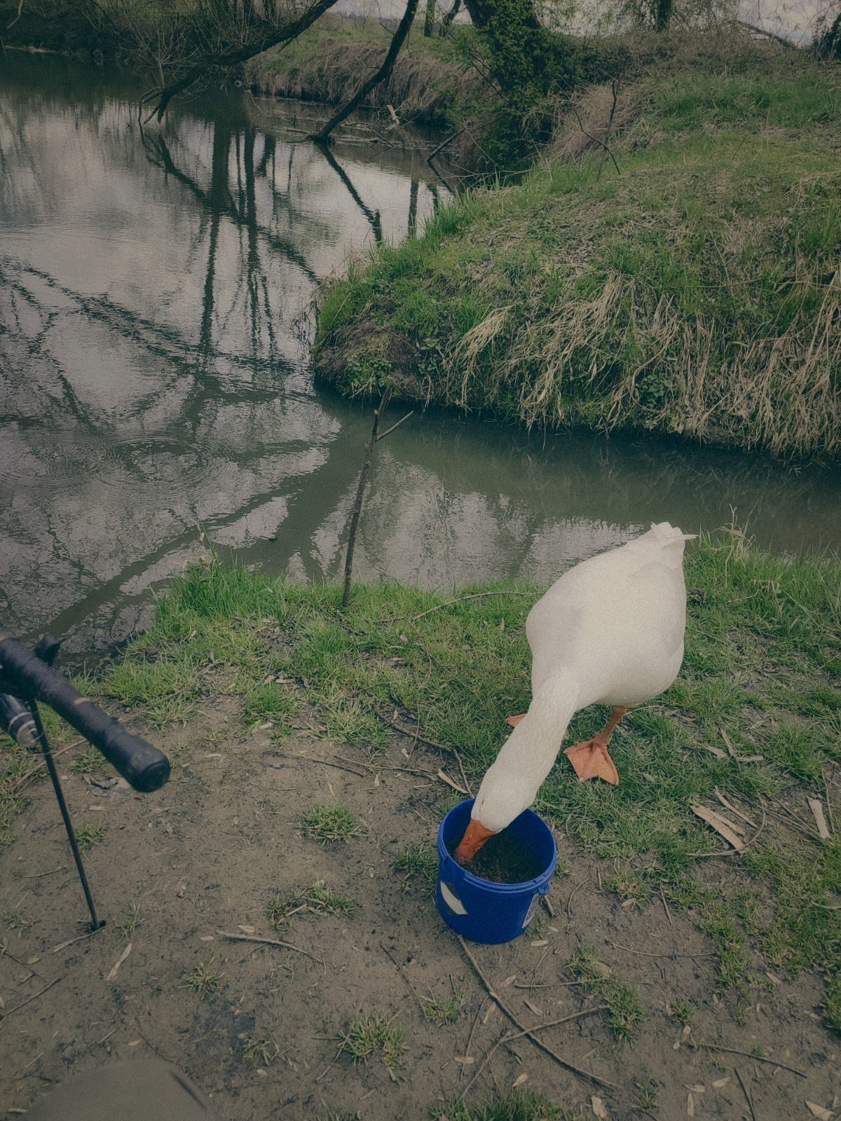 Styria Carp 0000