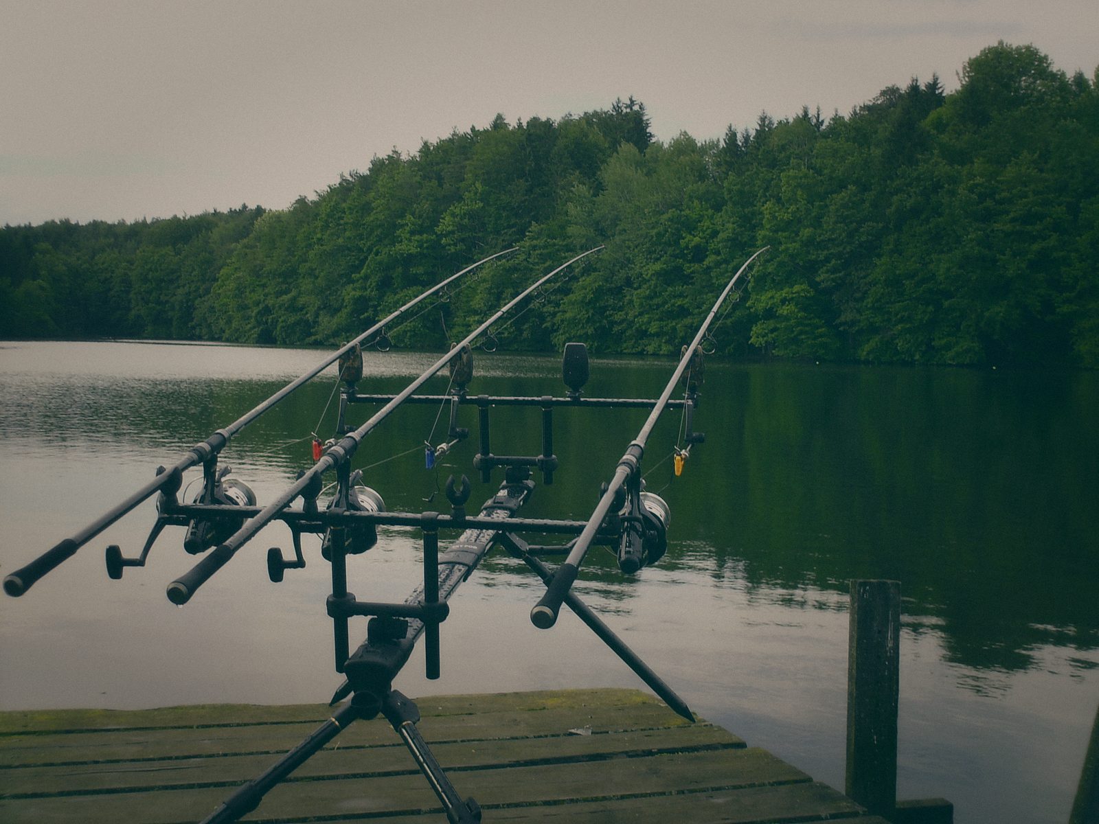 Styria Carp 2006