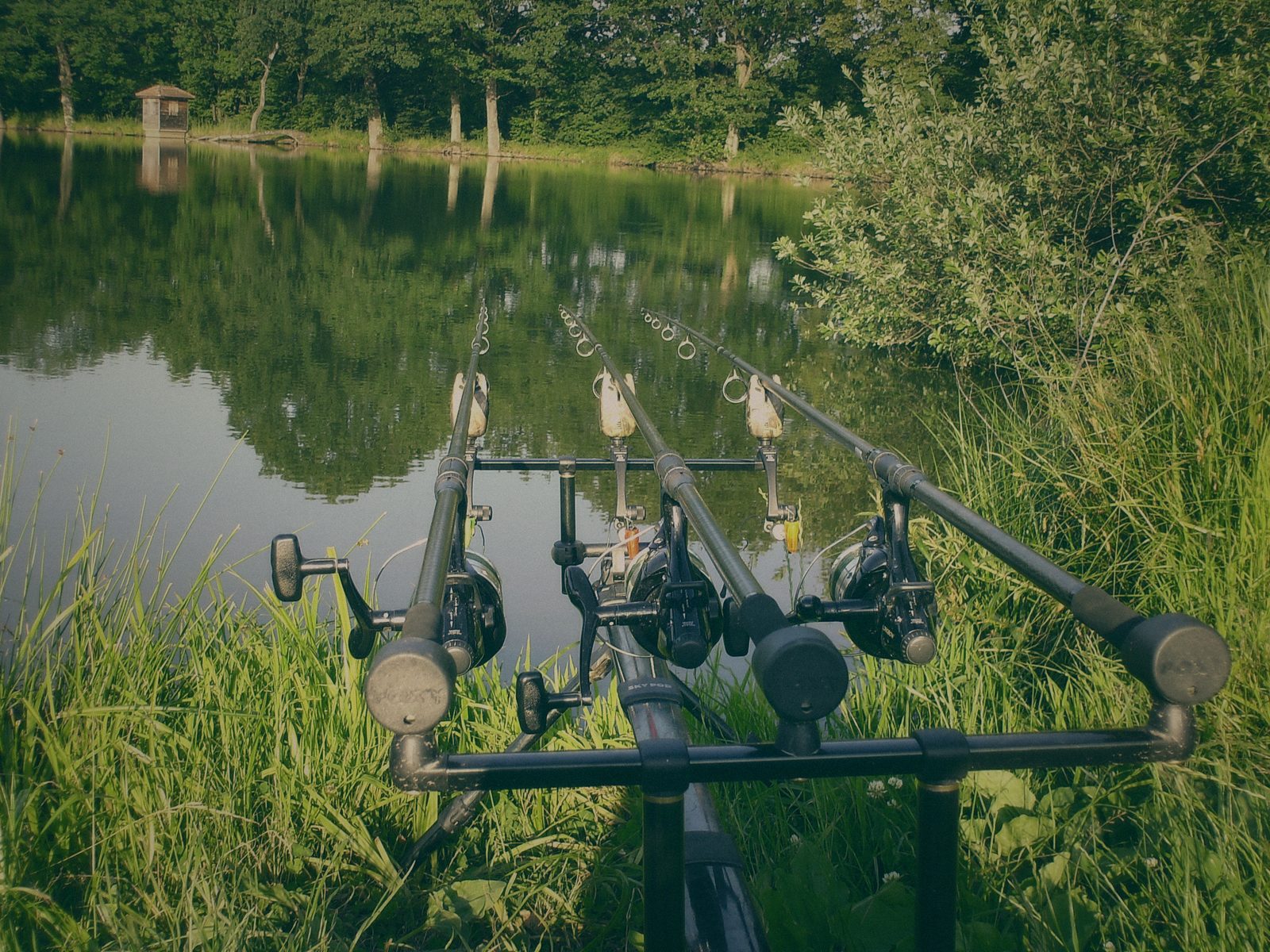 Styria Carp 2006