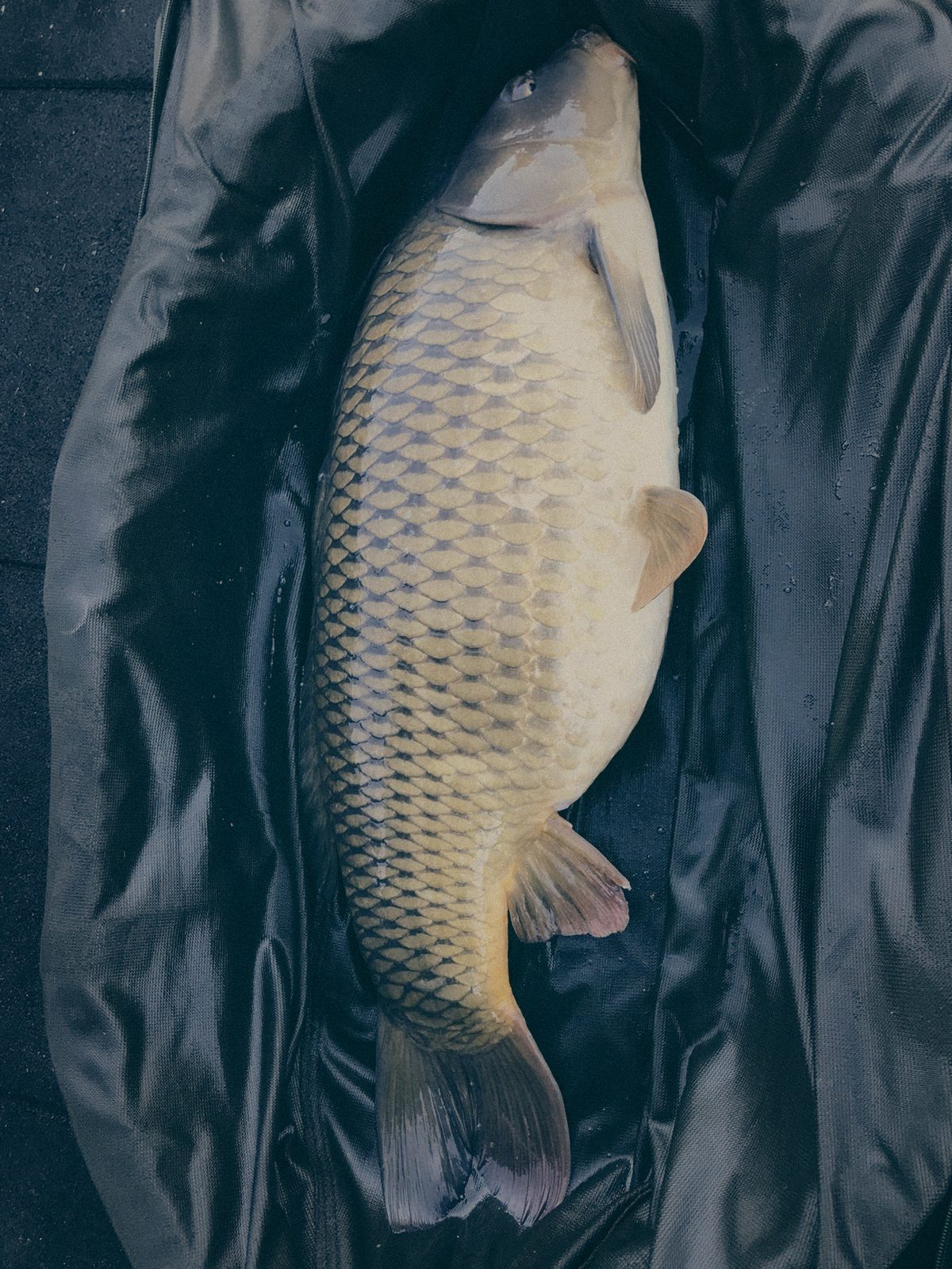 Styria Carp