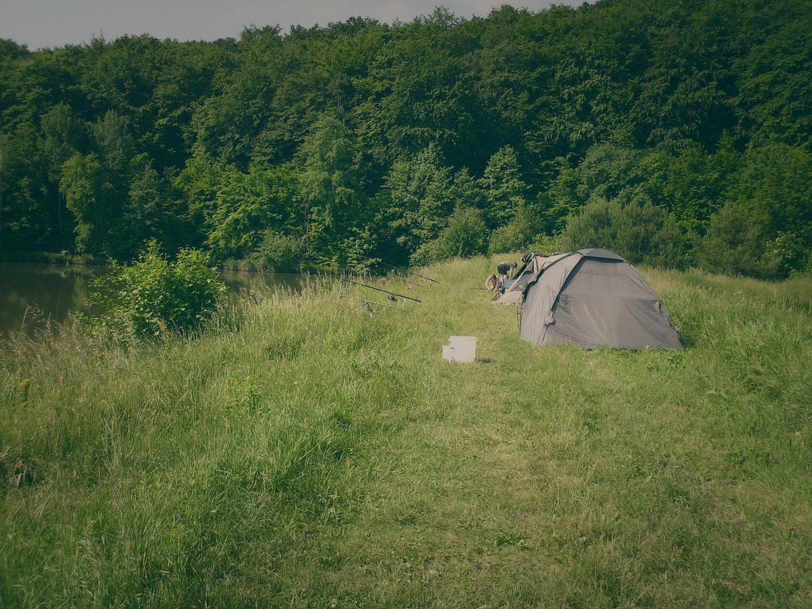 Styria Carp