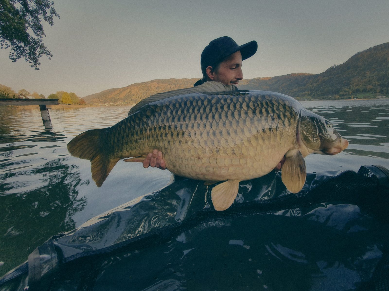 Styria Carp