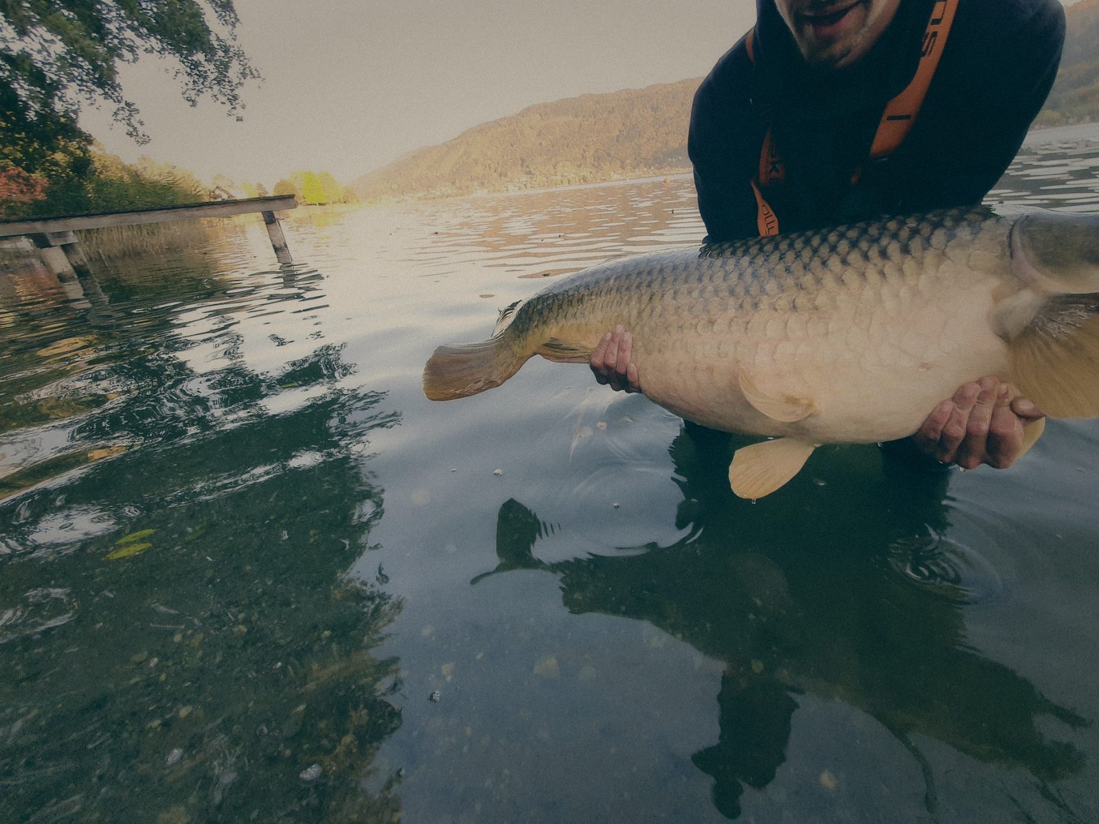 Styria Carp