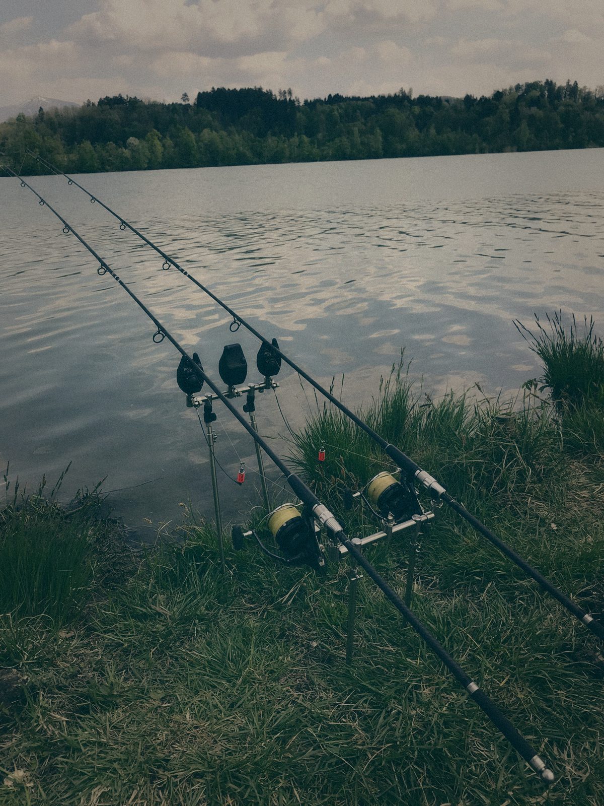 Styria Carp