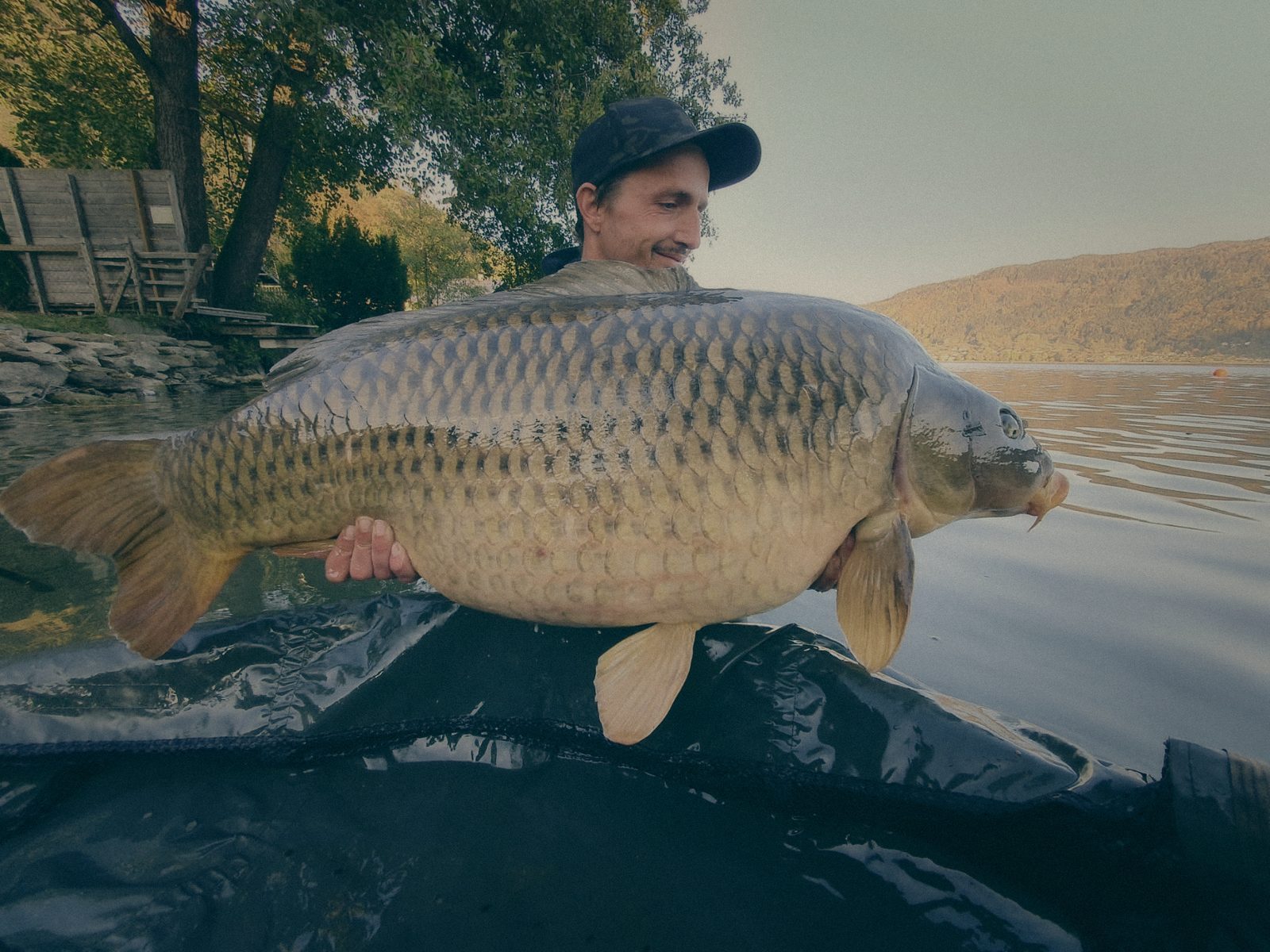 Styria Carp