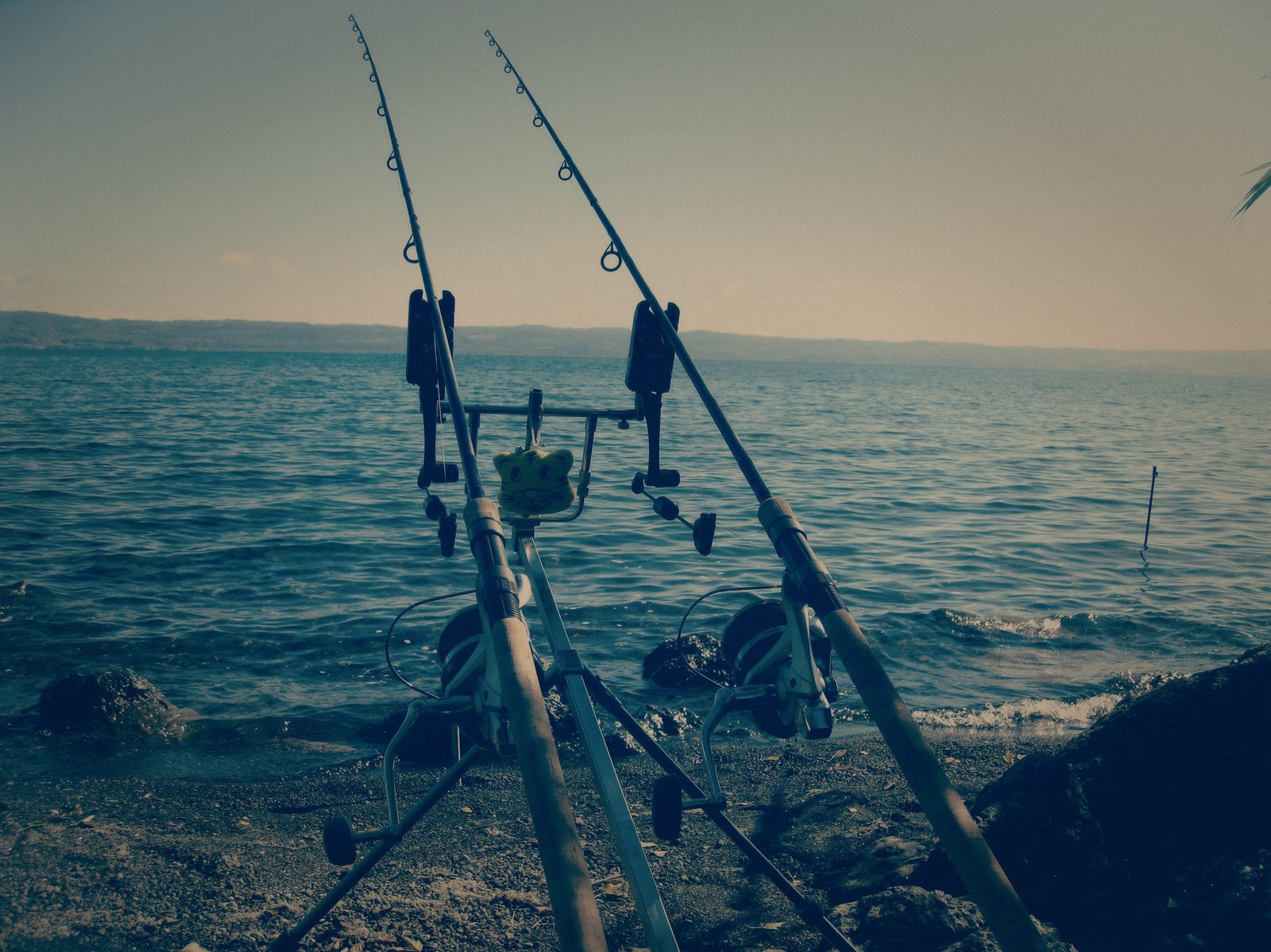 Styria Carp 2013