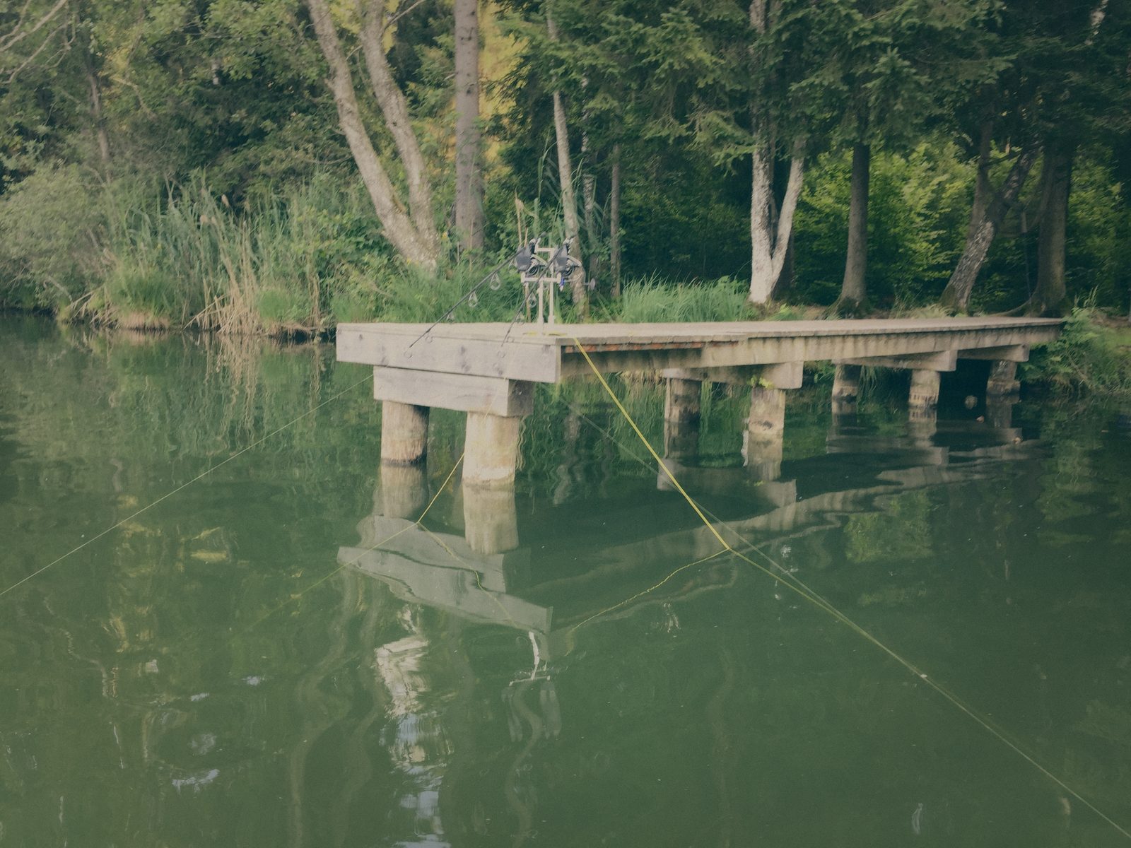 Styria Carp 2018