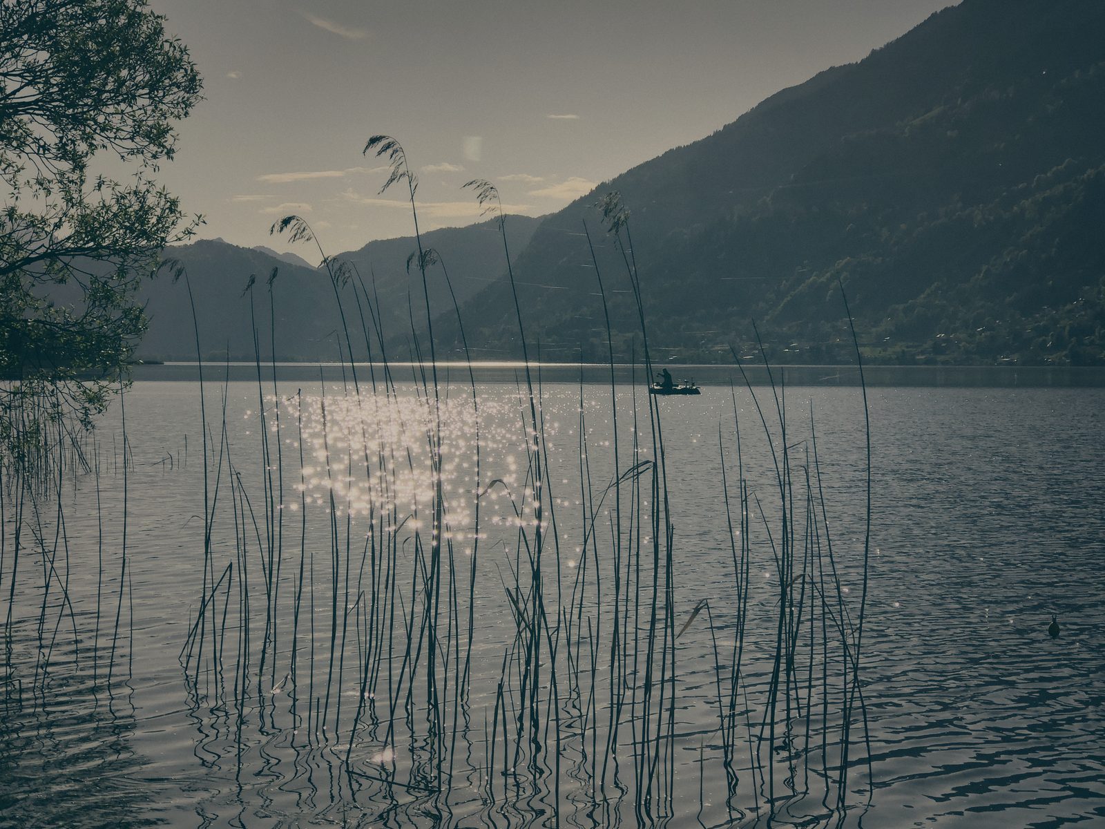 Styria Carp 2019
