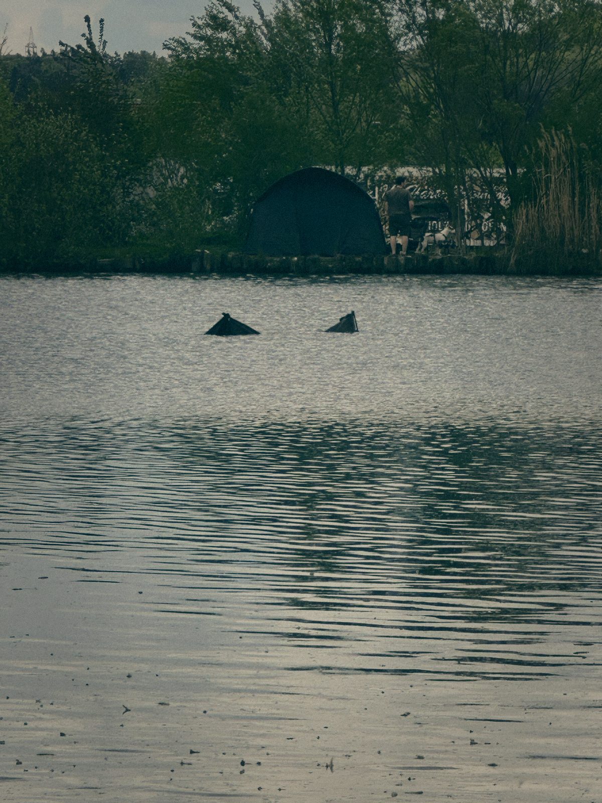 Styria Carp