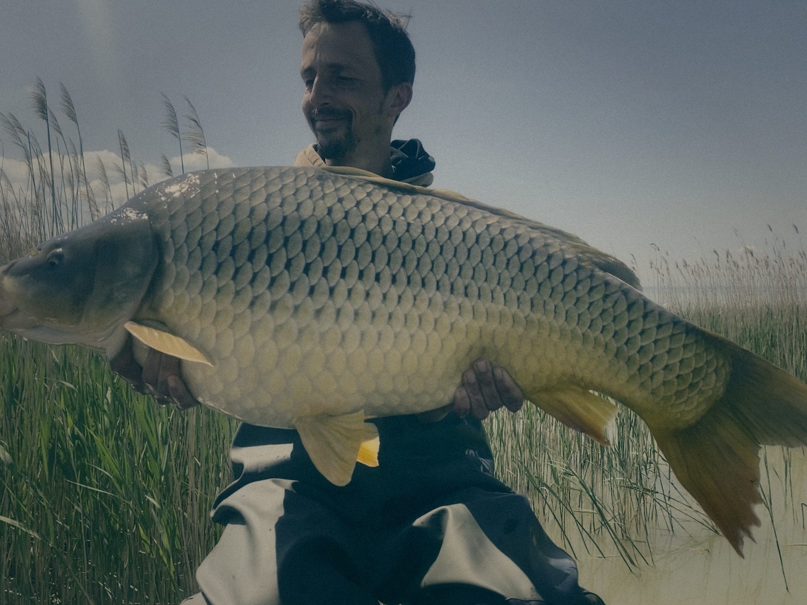 Styria Carp