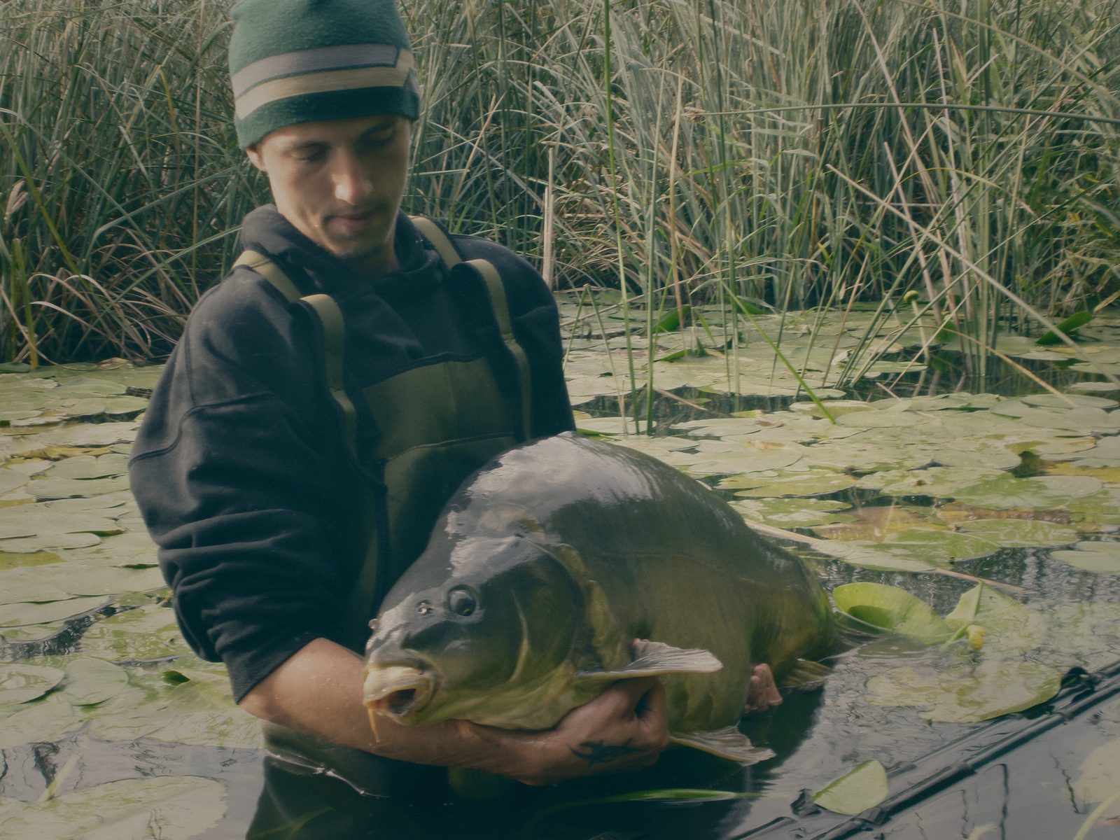 Styria Carp 0000