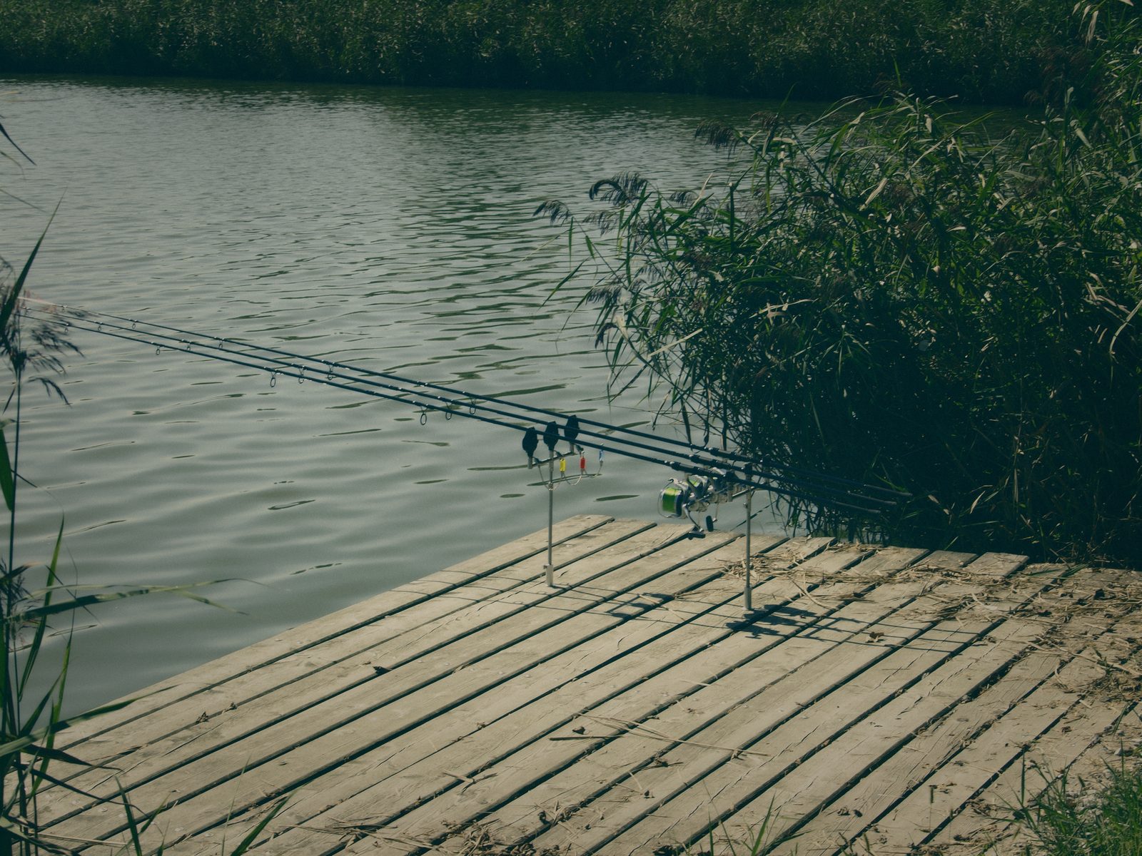 Styria Carp 0000