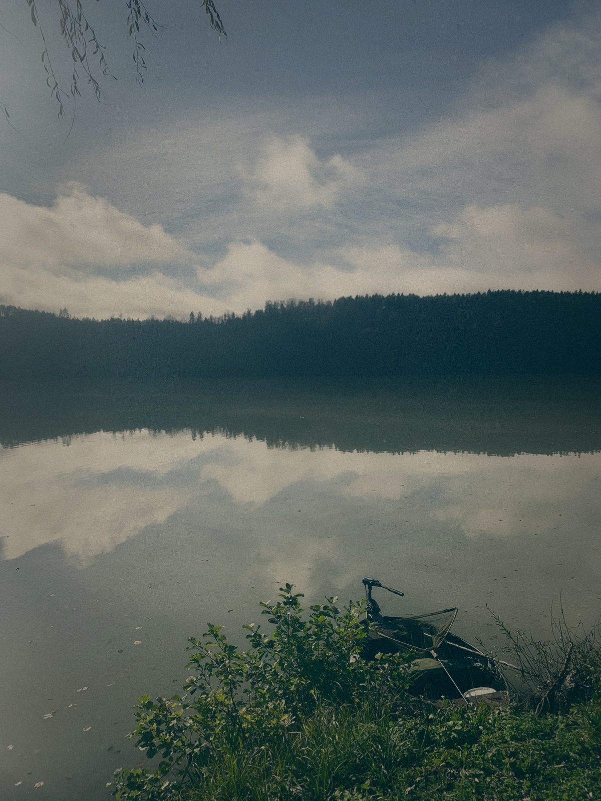 Styria Carp