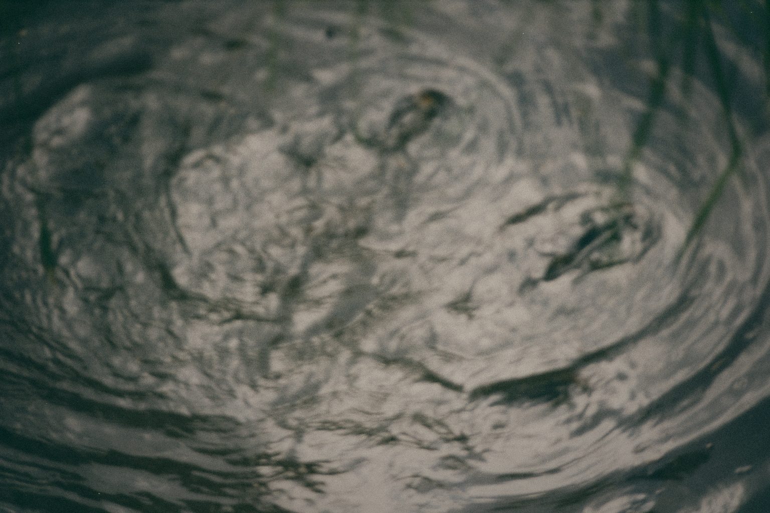 Styria Carp
