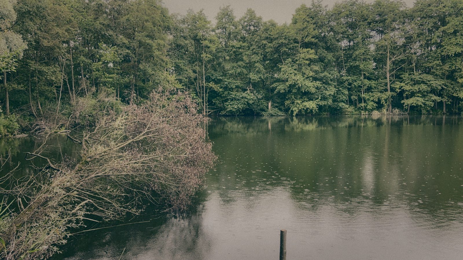 Styria Carp