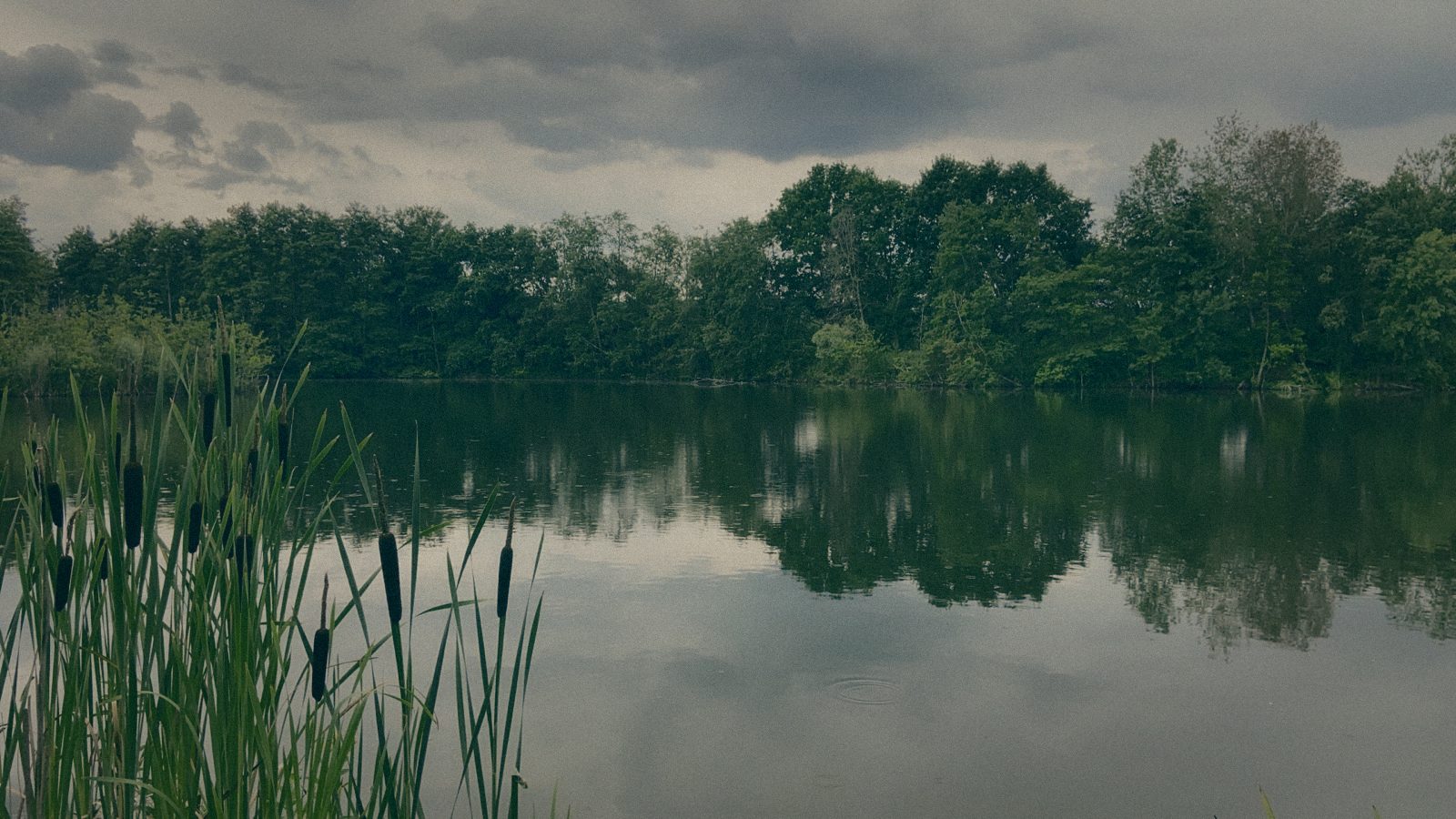 Styria Carp