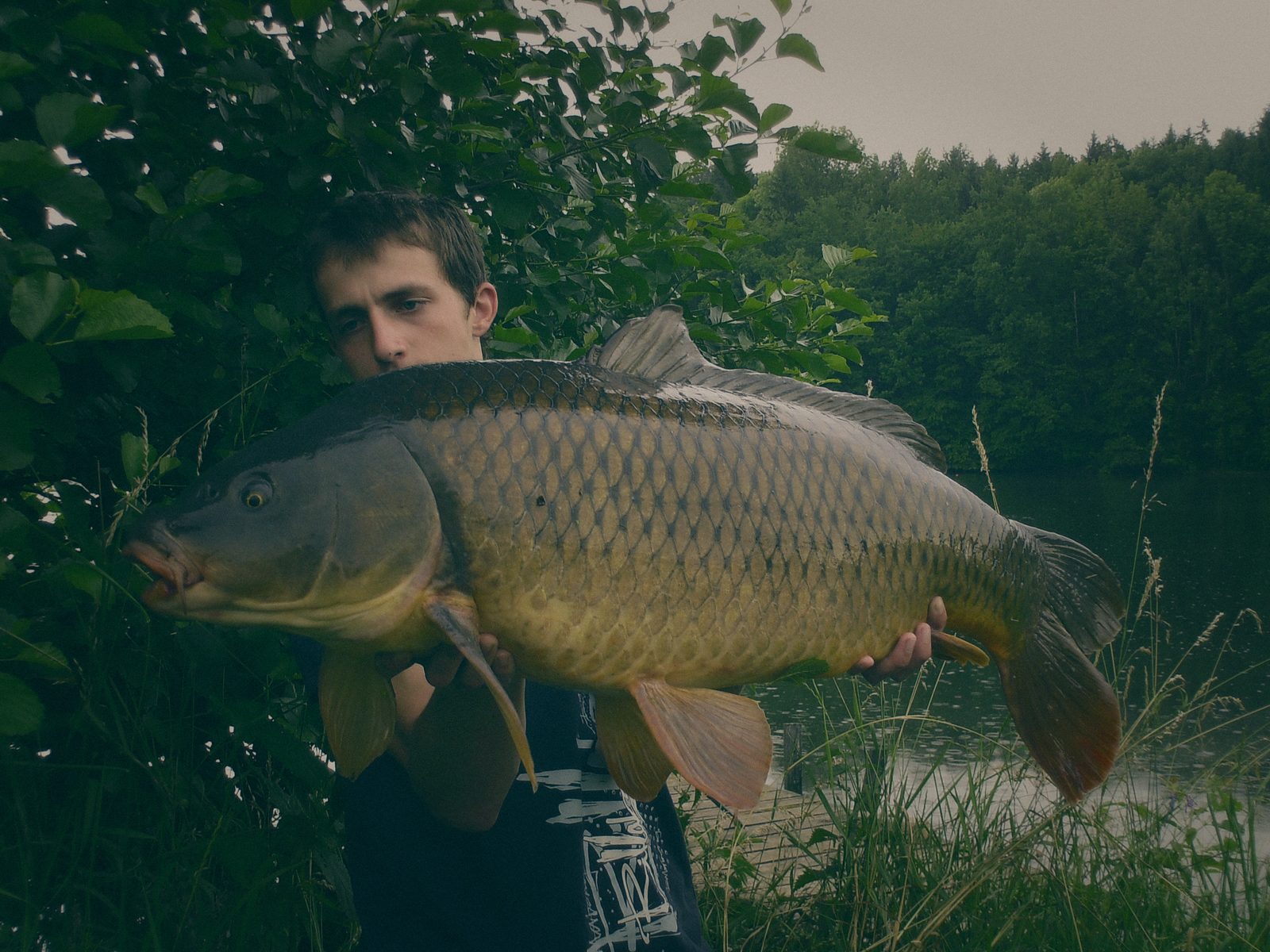 Styria Carp