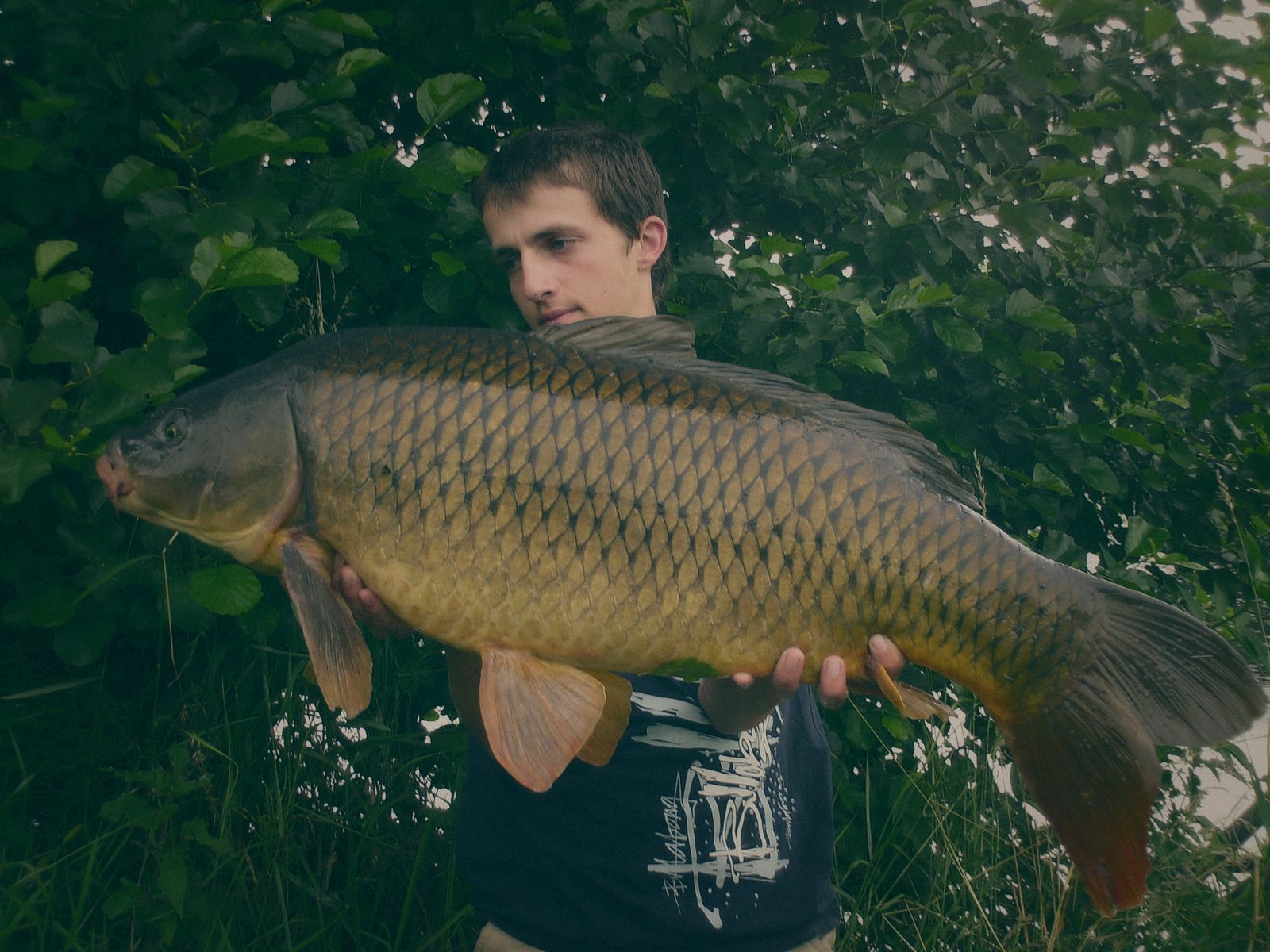 Styria Carp