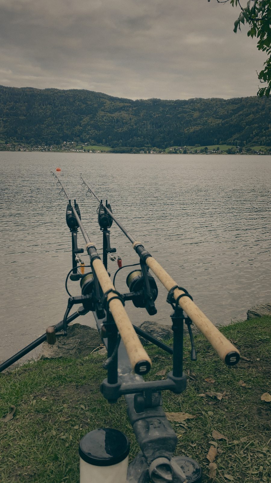 Styria Carp