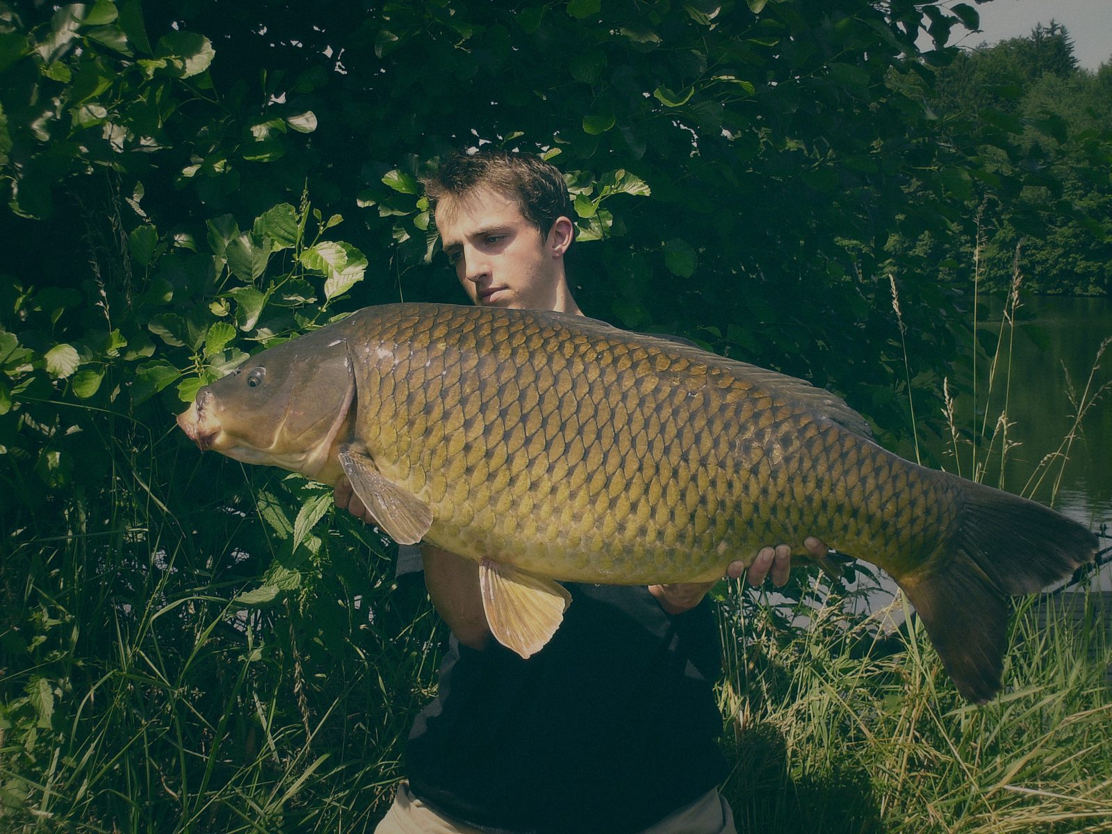 Styria Carp