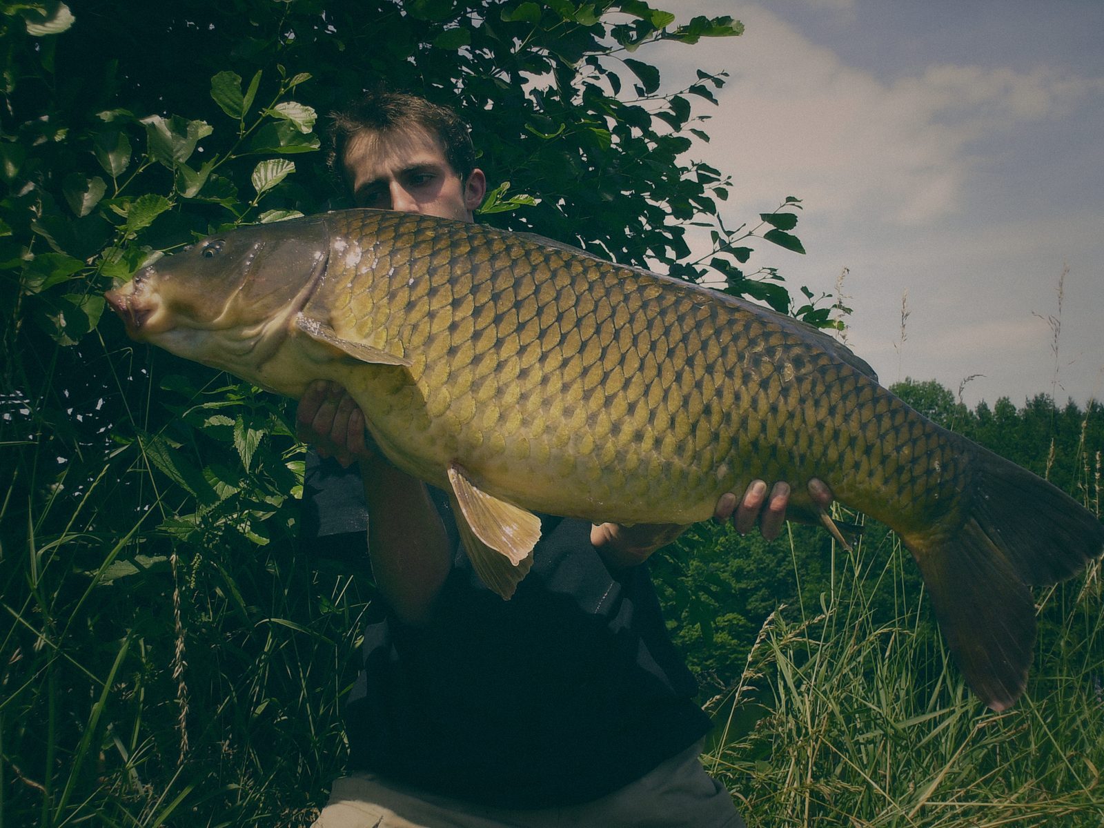 Styria Carp