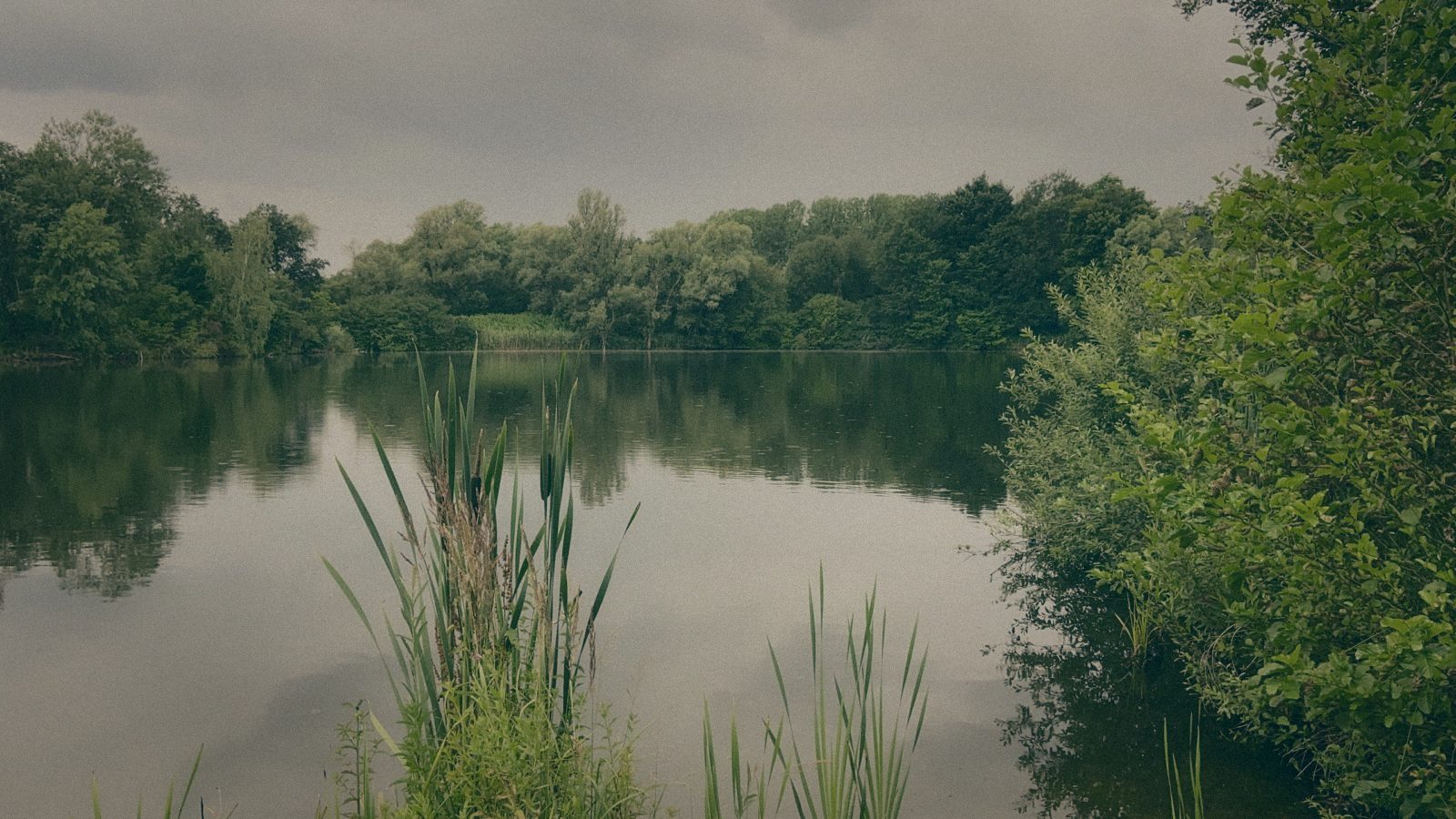Styria Carp